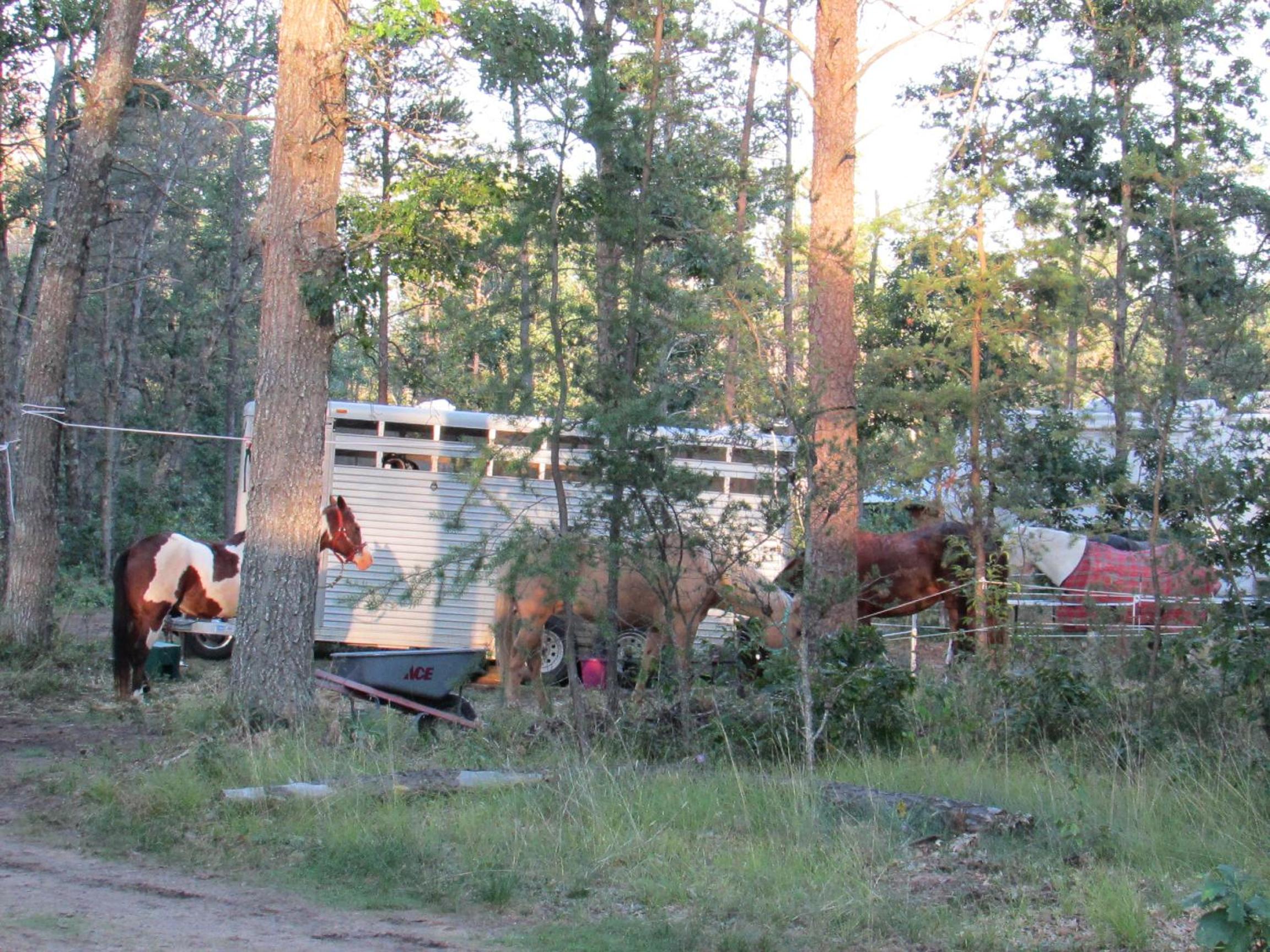 Best Bear Lodge - Property Image 7