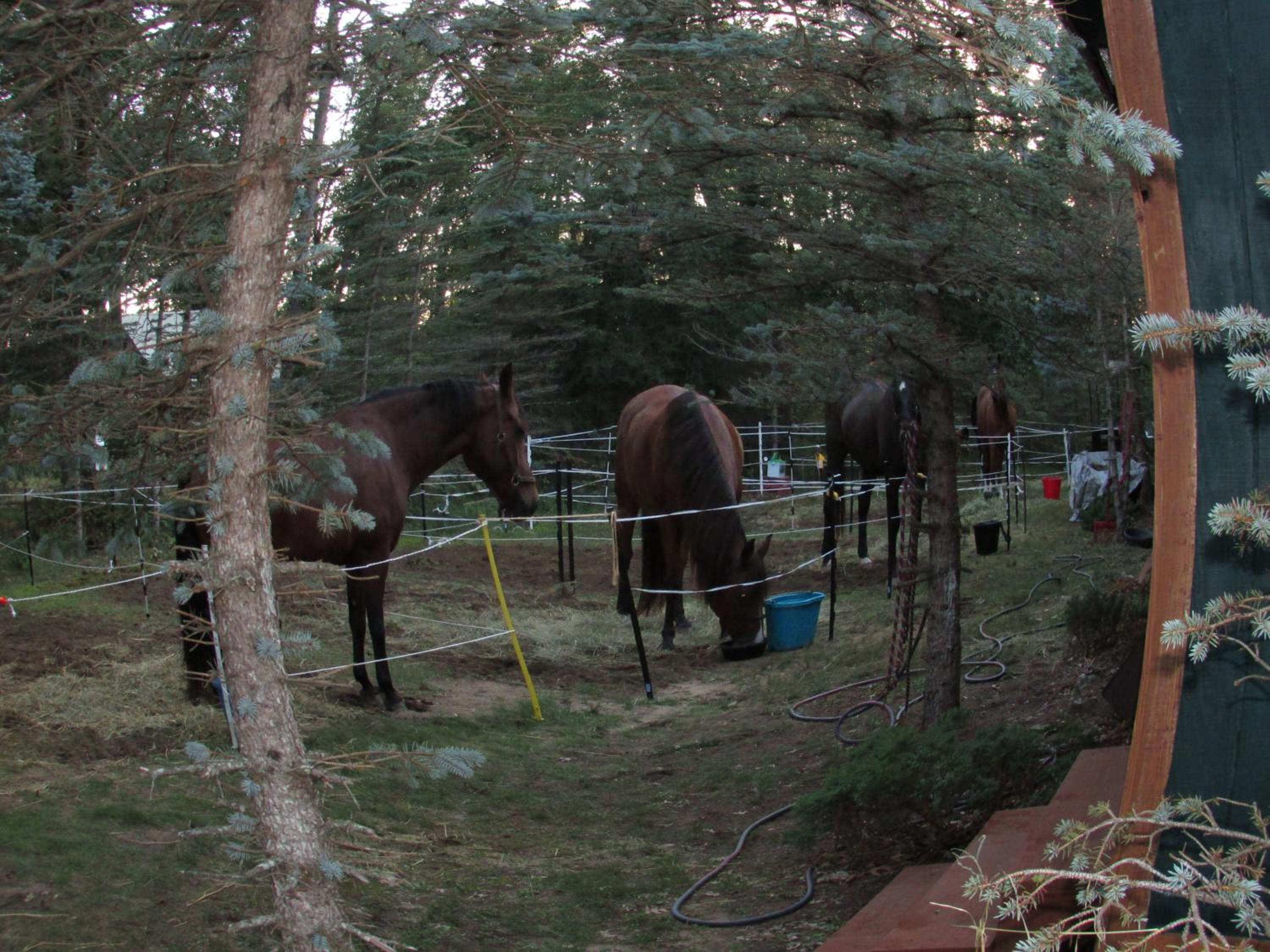 Best Bear Lodge - Property Image 8