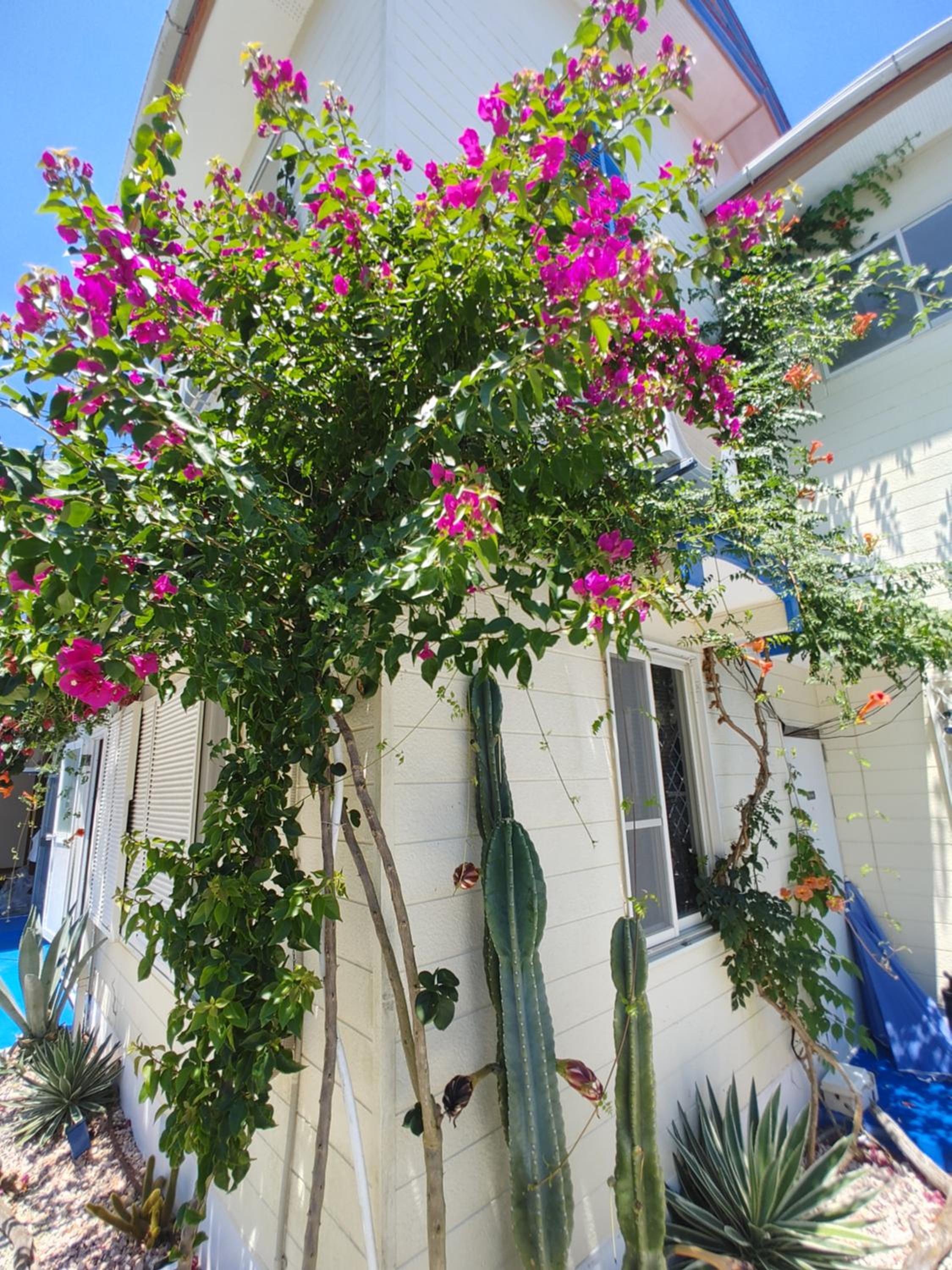 Guest House Churaumi