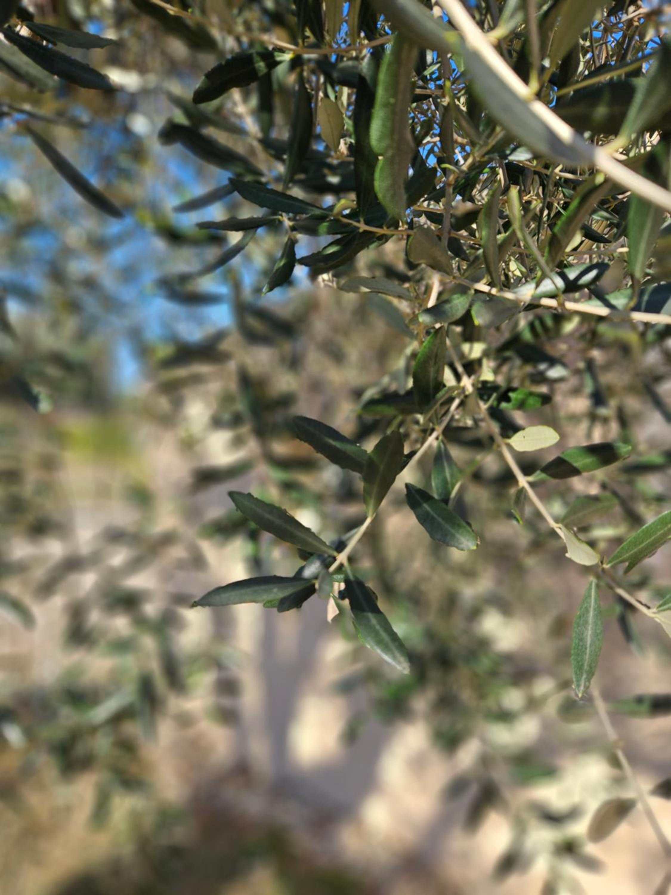 Maison de campagne La Cipolla D'oro, Photo 38