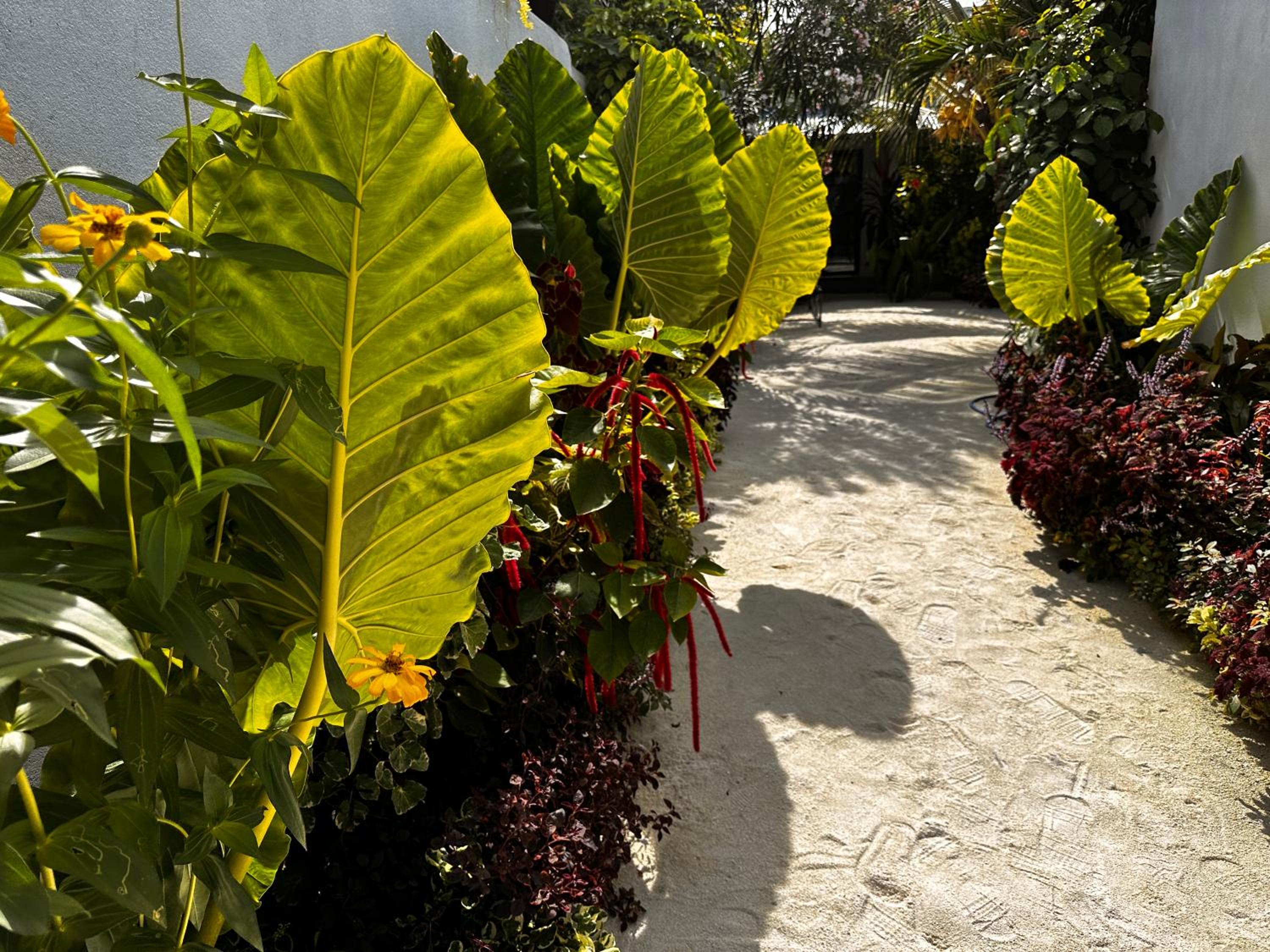 Boli Villa Thoddoo view 5