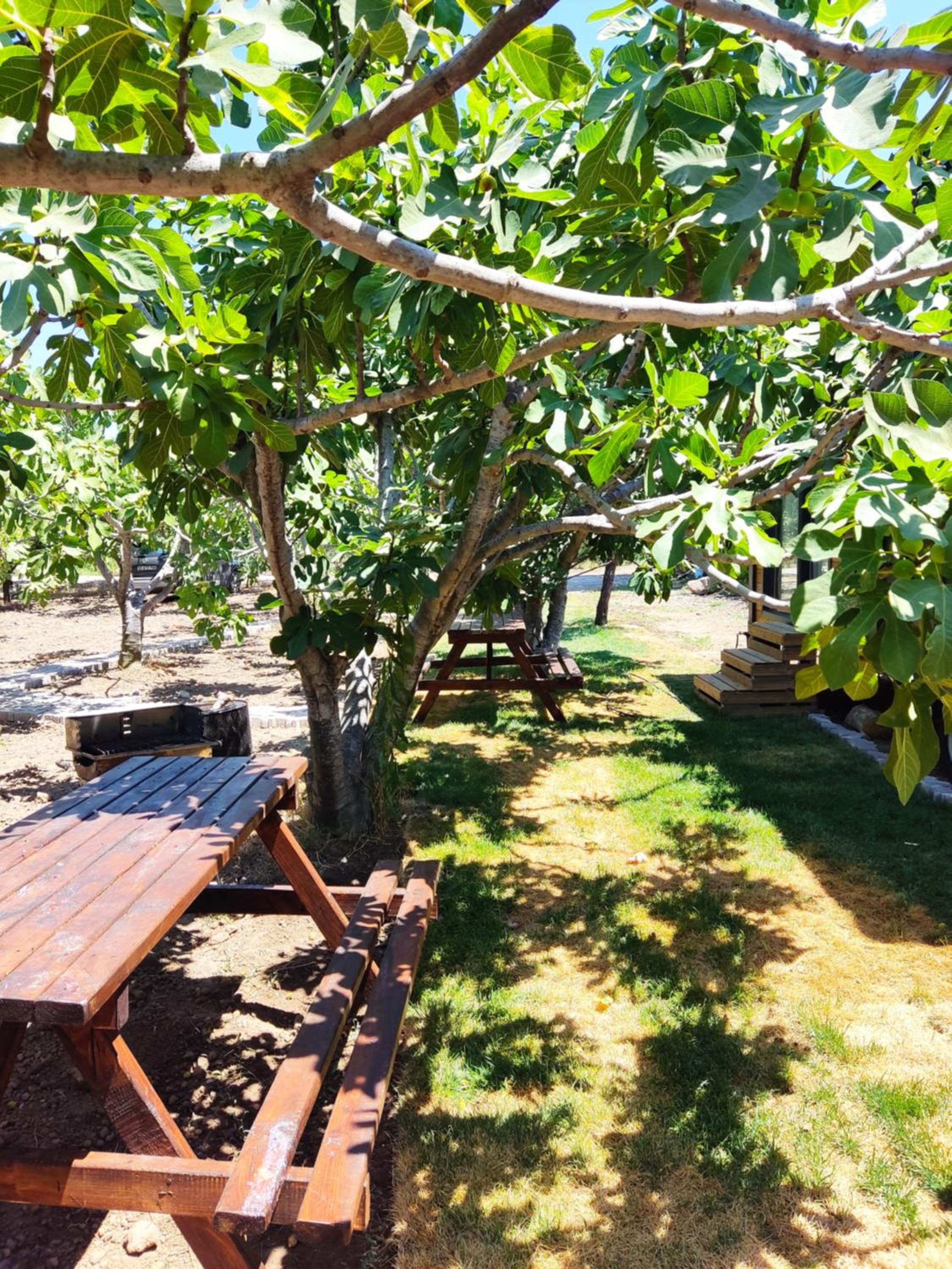 Dikili ZeyTiny House