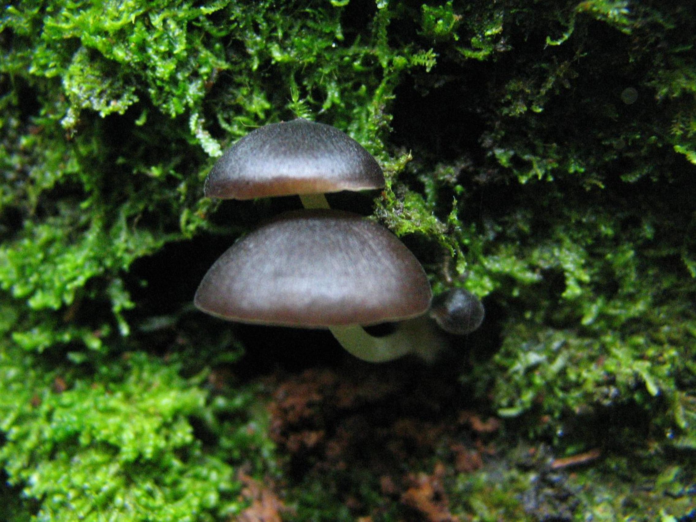 Santuario Ecologico Monteverde