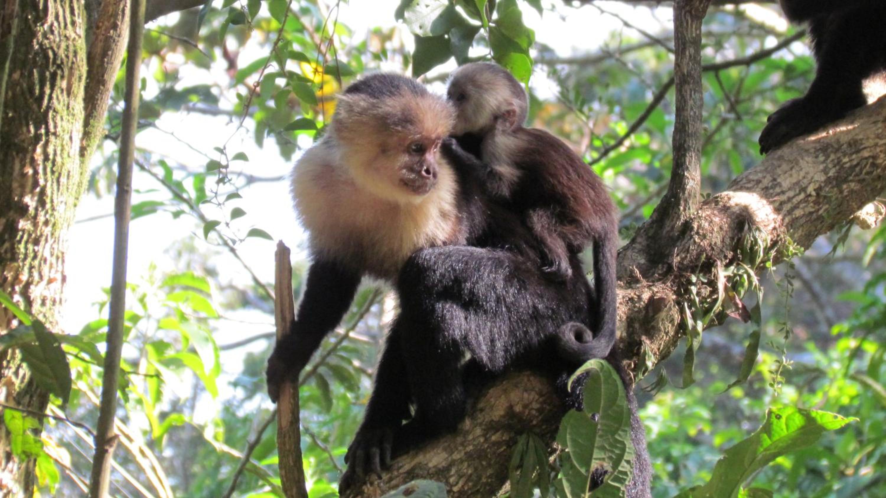 Santuario Ecologico Monteverde