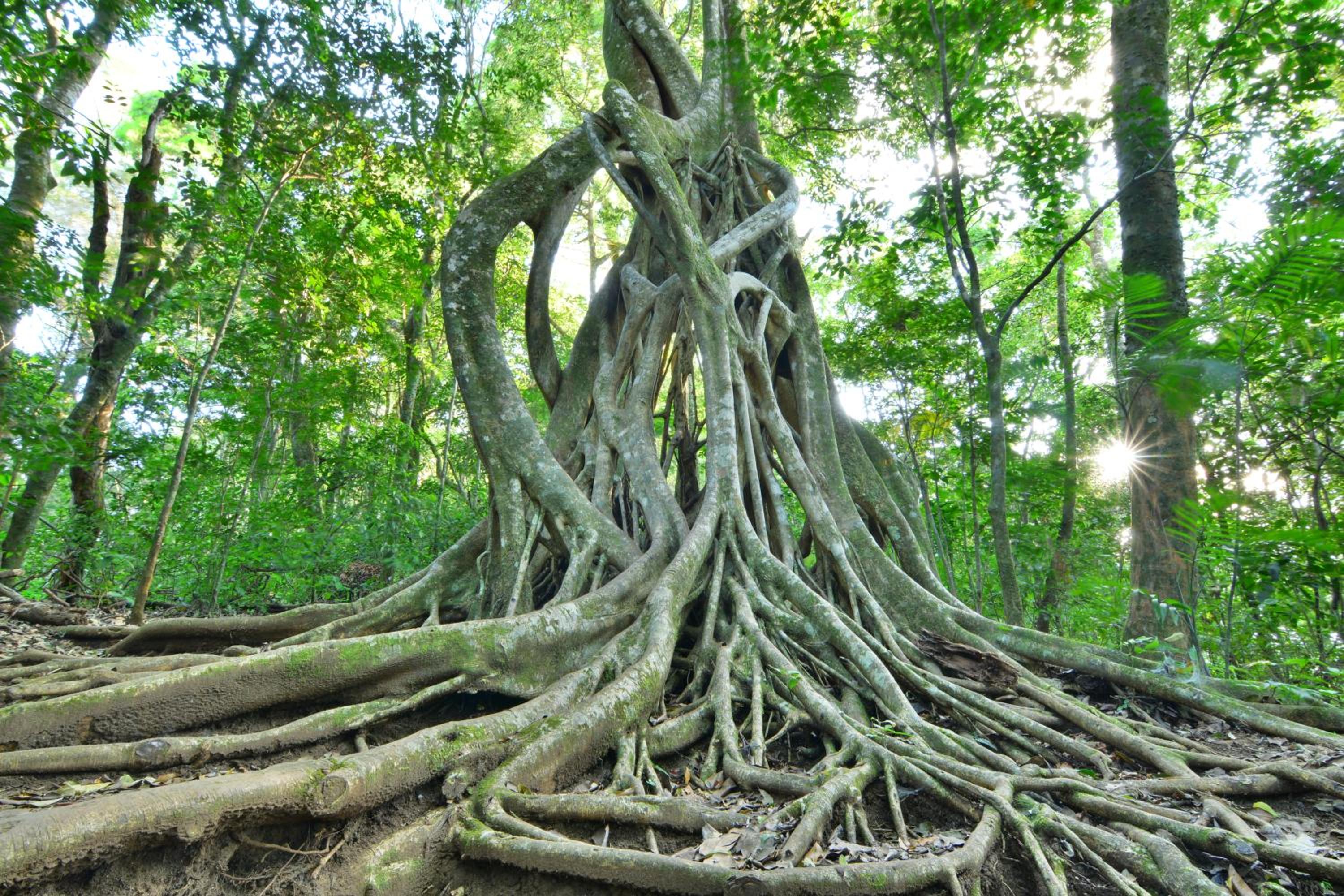 Santuario Ecologico Monteverde