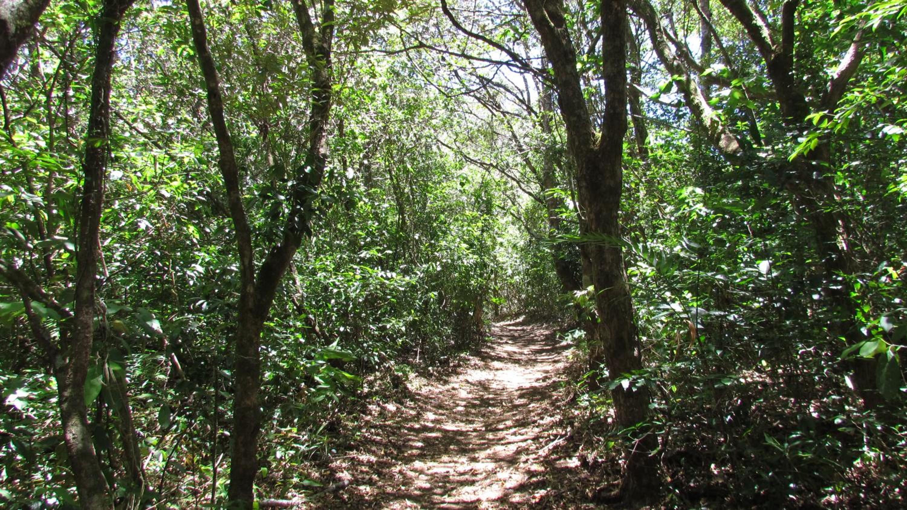 Santuario Ecologico Monteverde