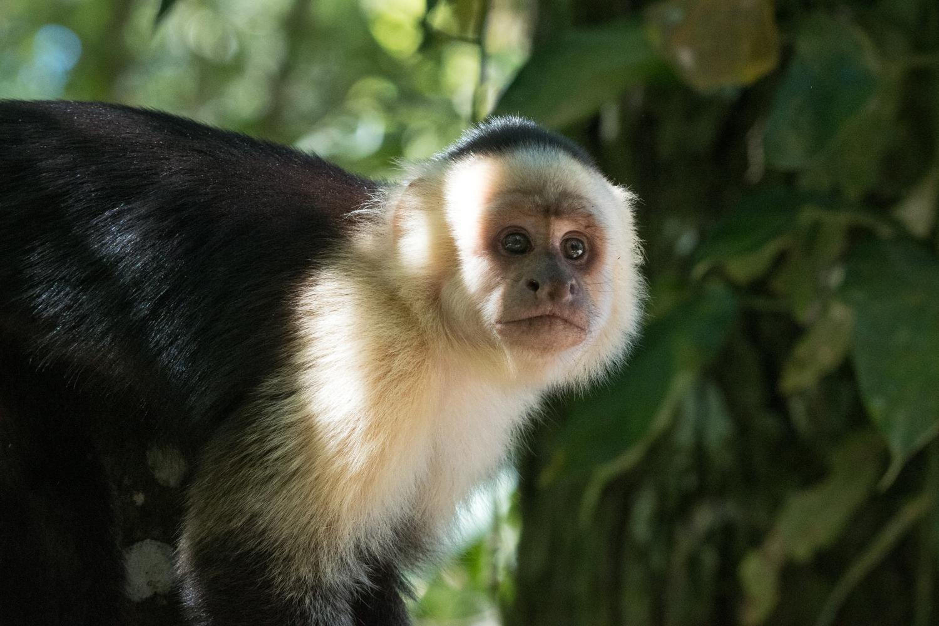 Santuario Ecologico Monteverde