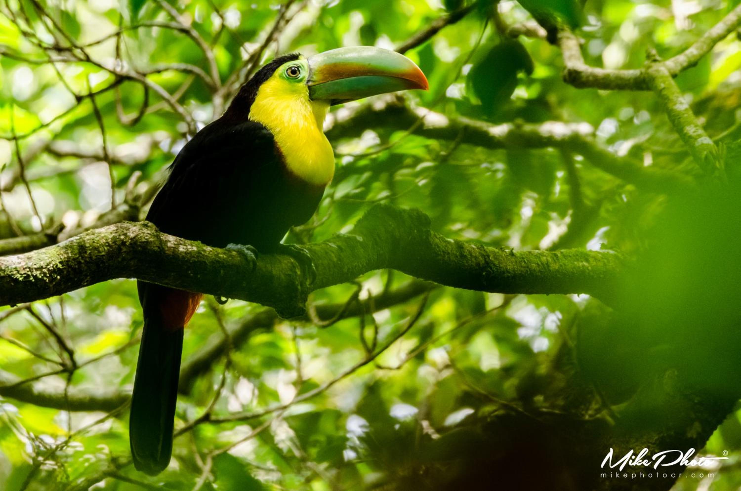 Santuario Ecologico Monteverde