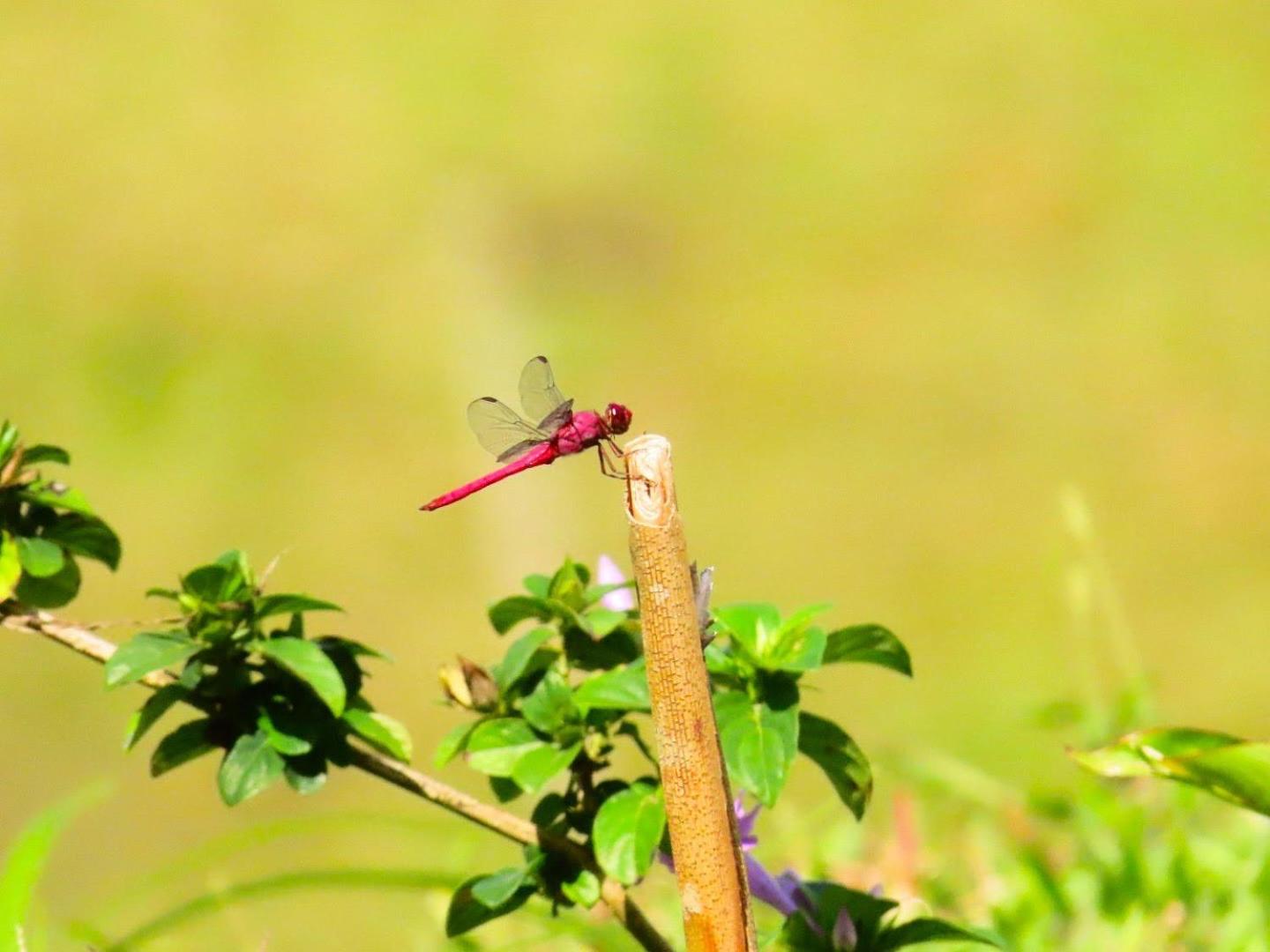 Paraíso privado Arenal Dragonfly