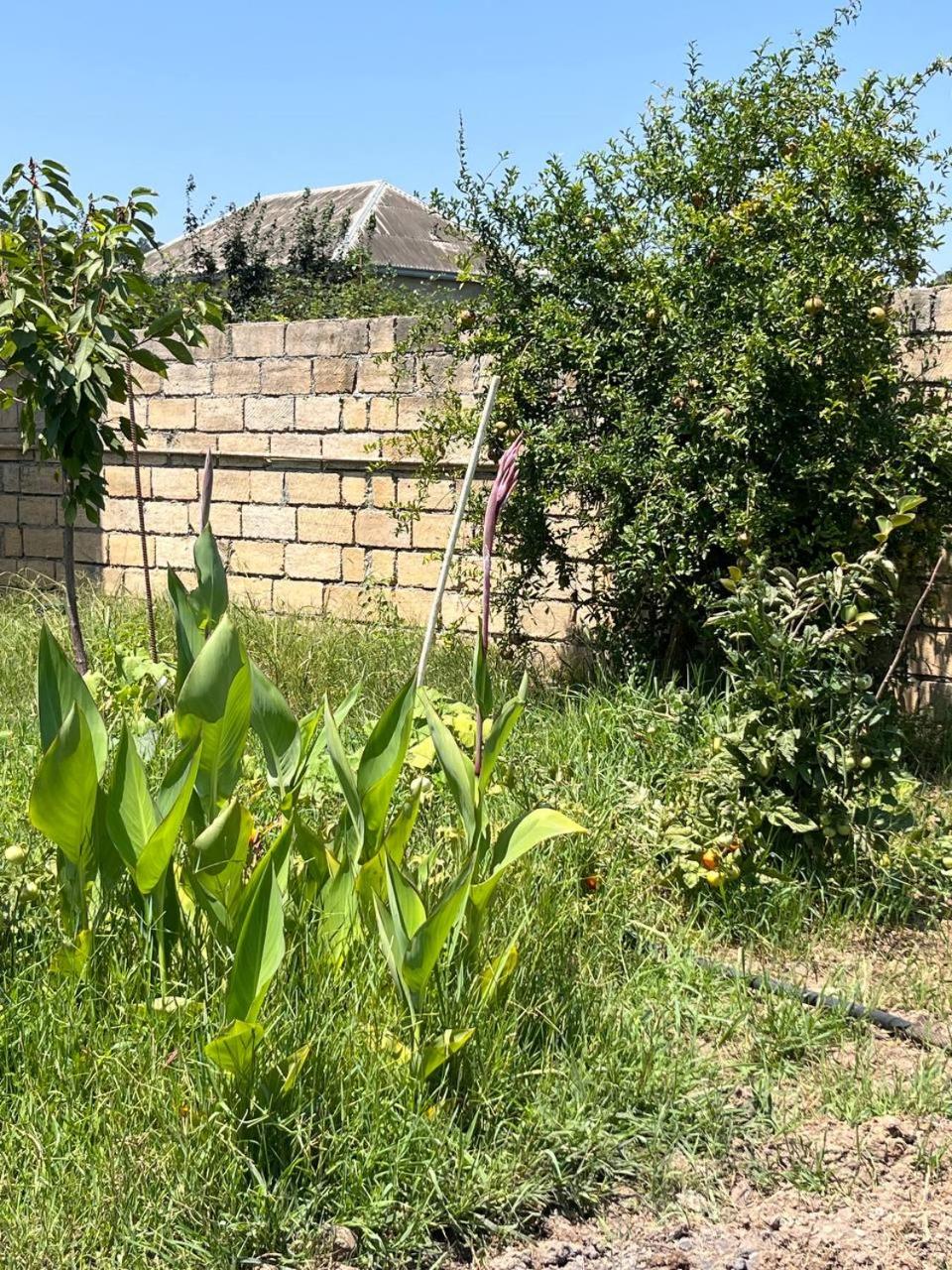 Haftoni Village House