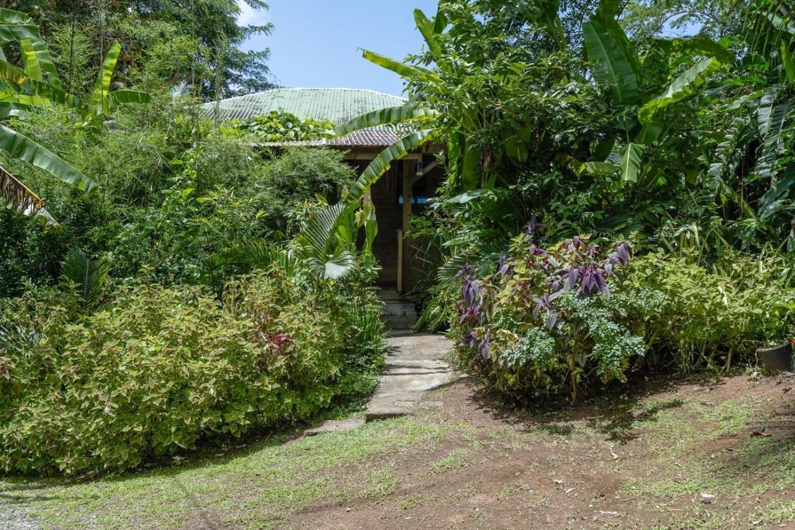 Bauhinia-