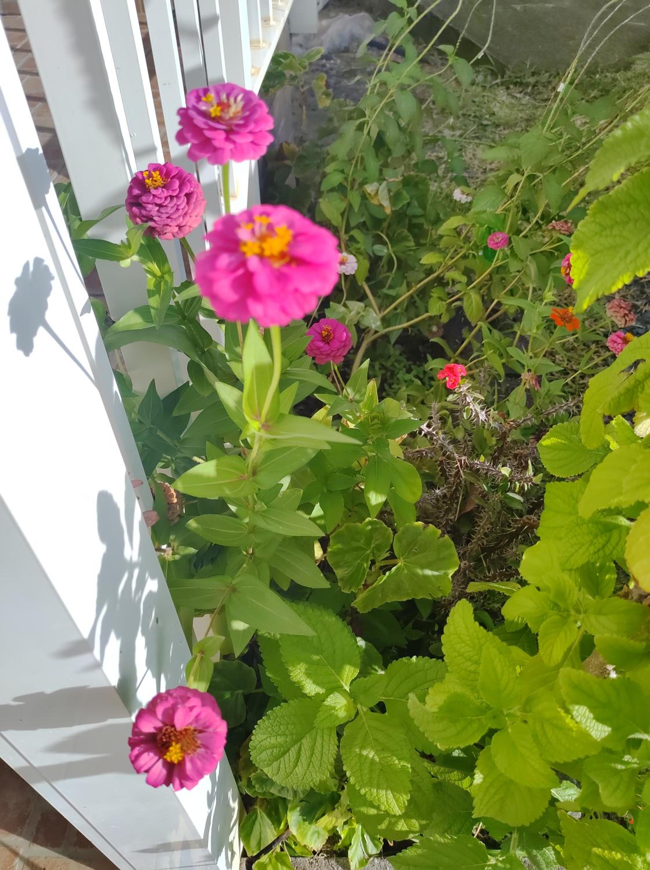 Location Hibiscus
