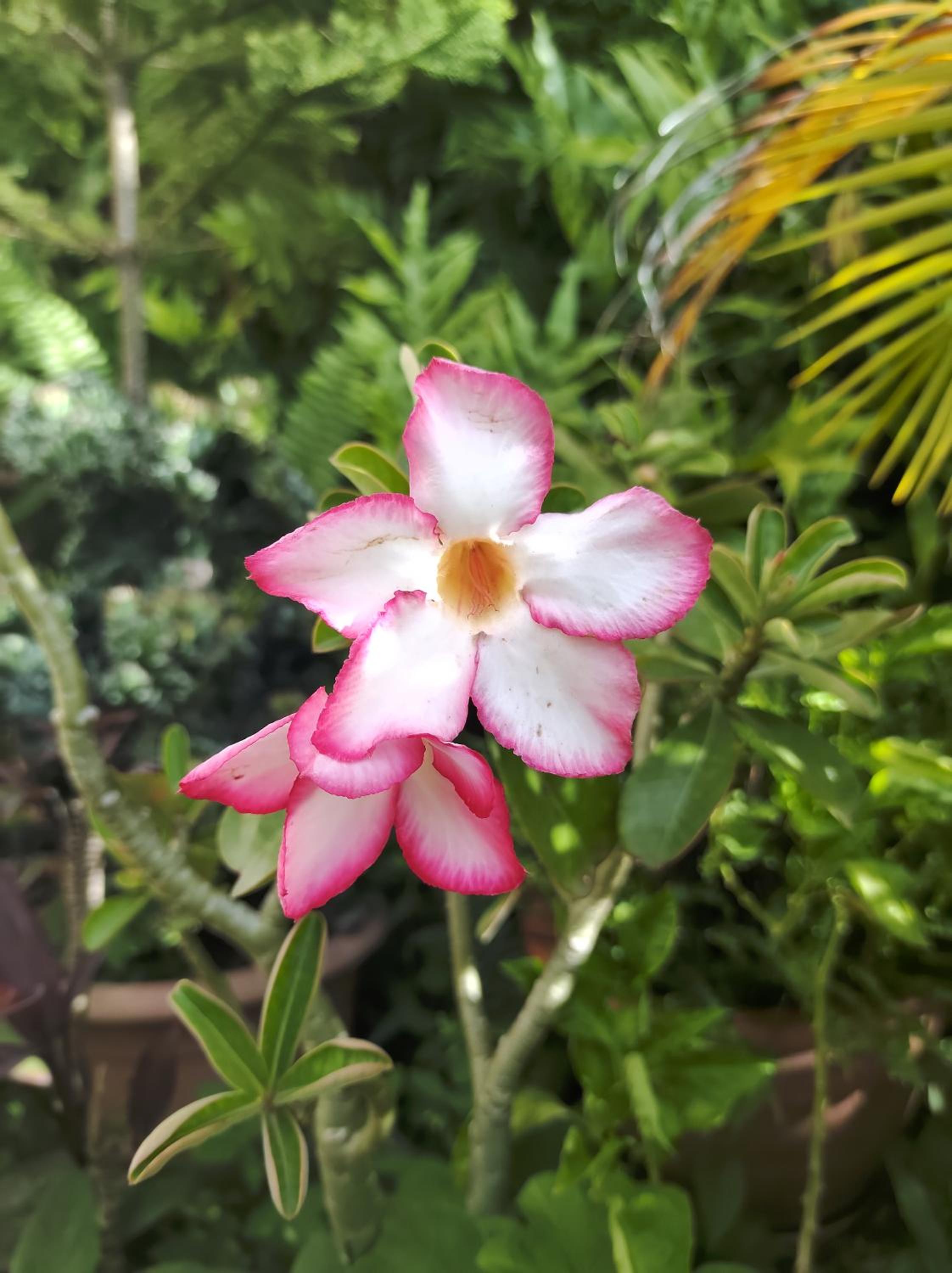 Location Hibiscus