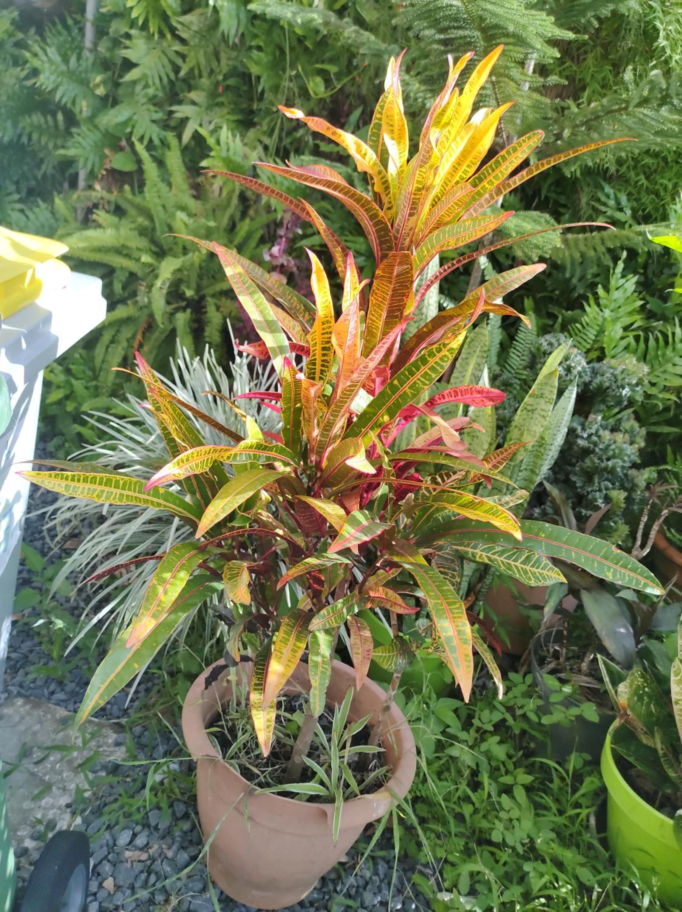 Location Hibiscus