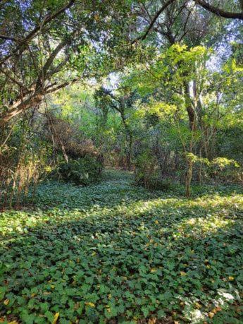 Cabaña Laureles