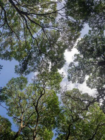 Cabaña Laureles