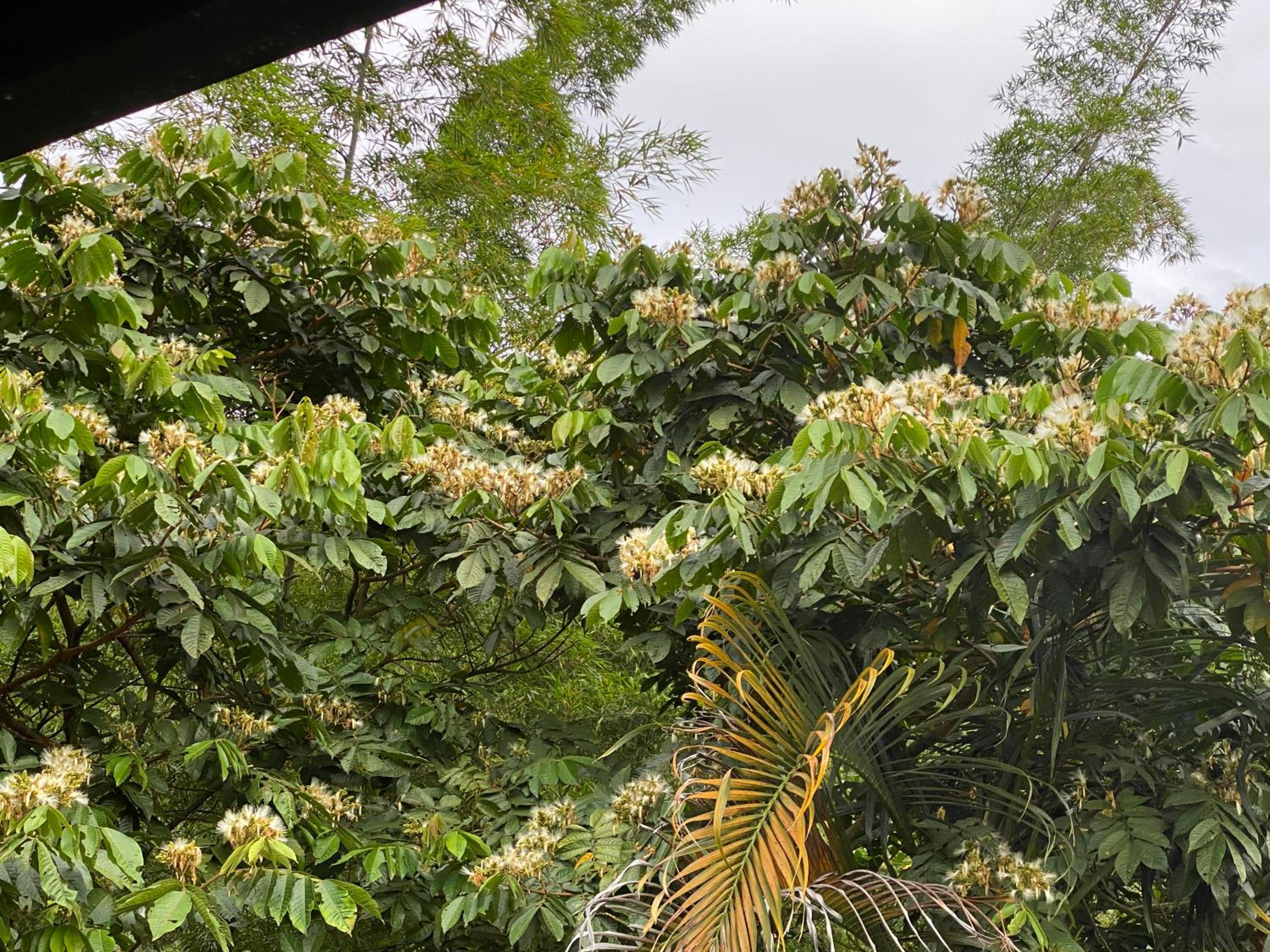 Finca El Remanso La Vega