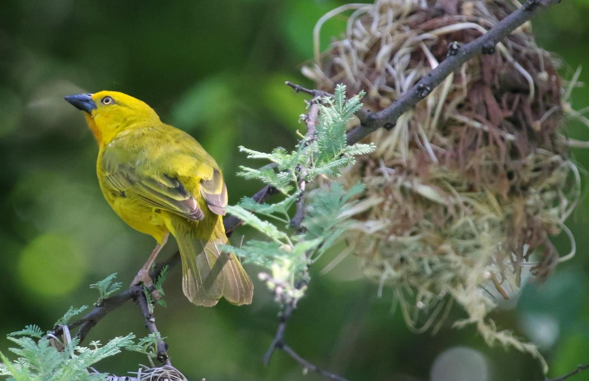 The Waterfront, Maun