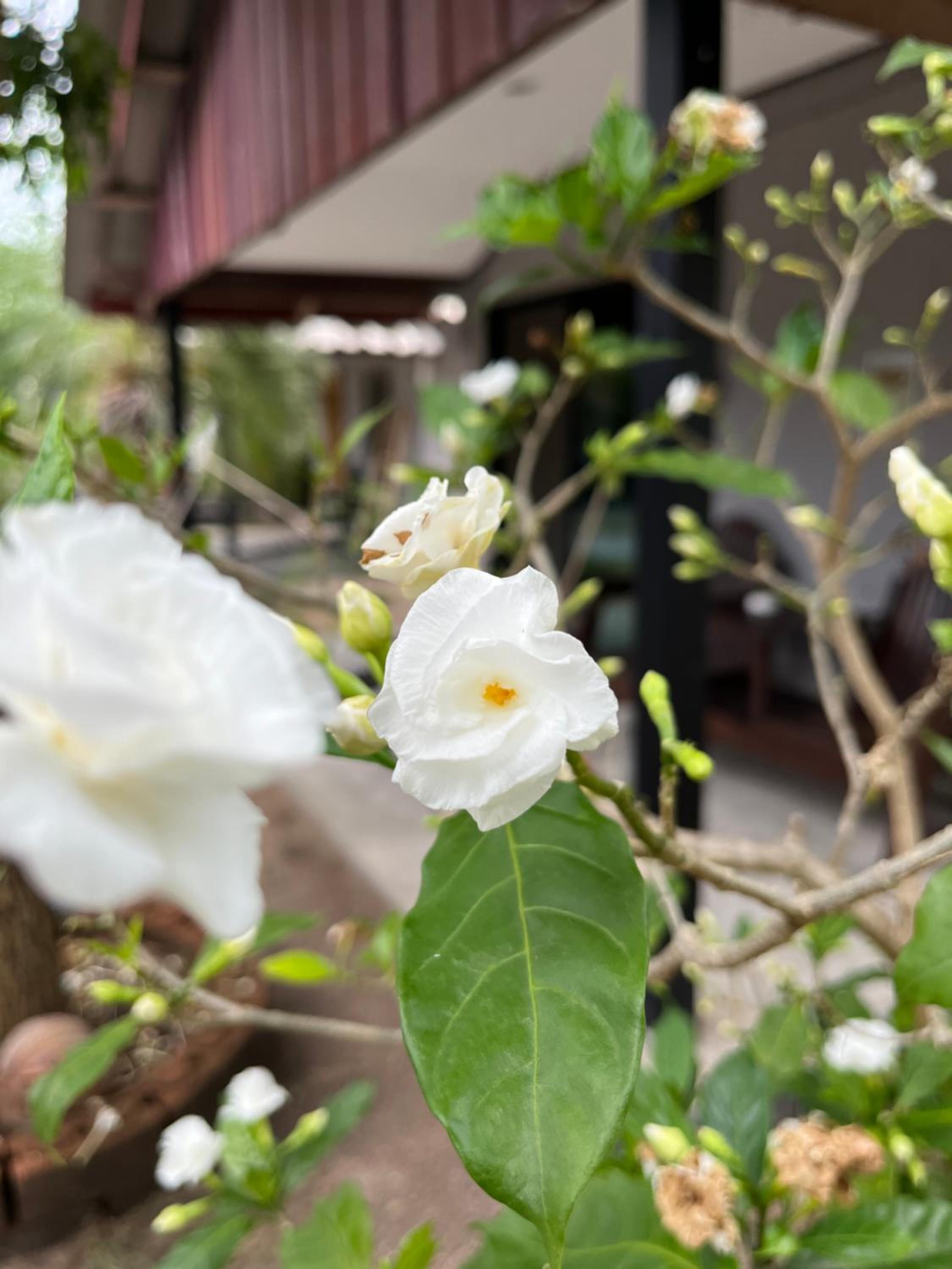 The Cosy Koh Phangan and Restaurant