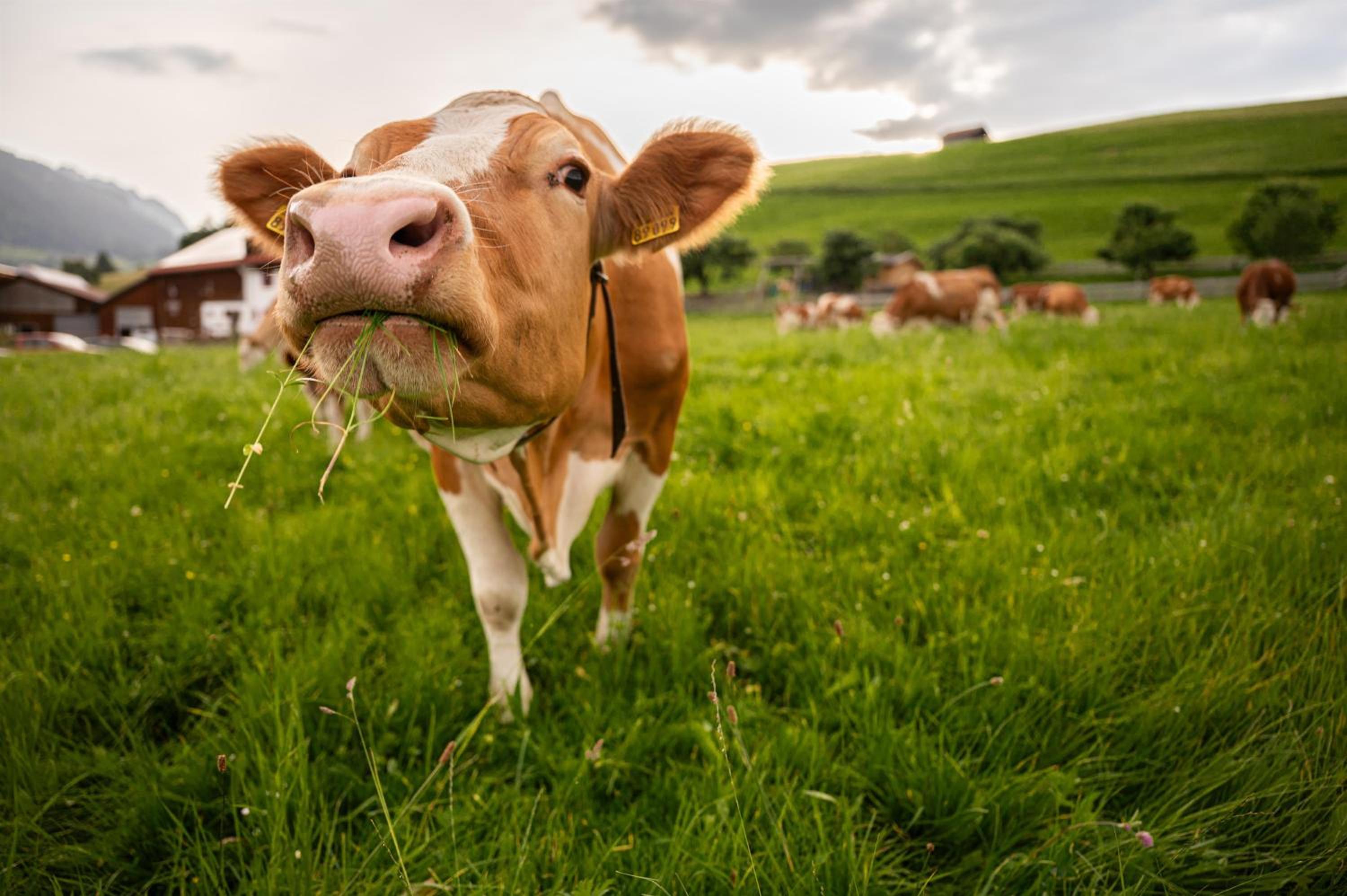 Naturgut Allgäu
