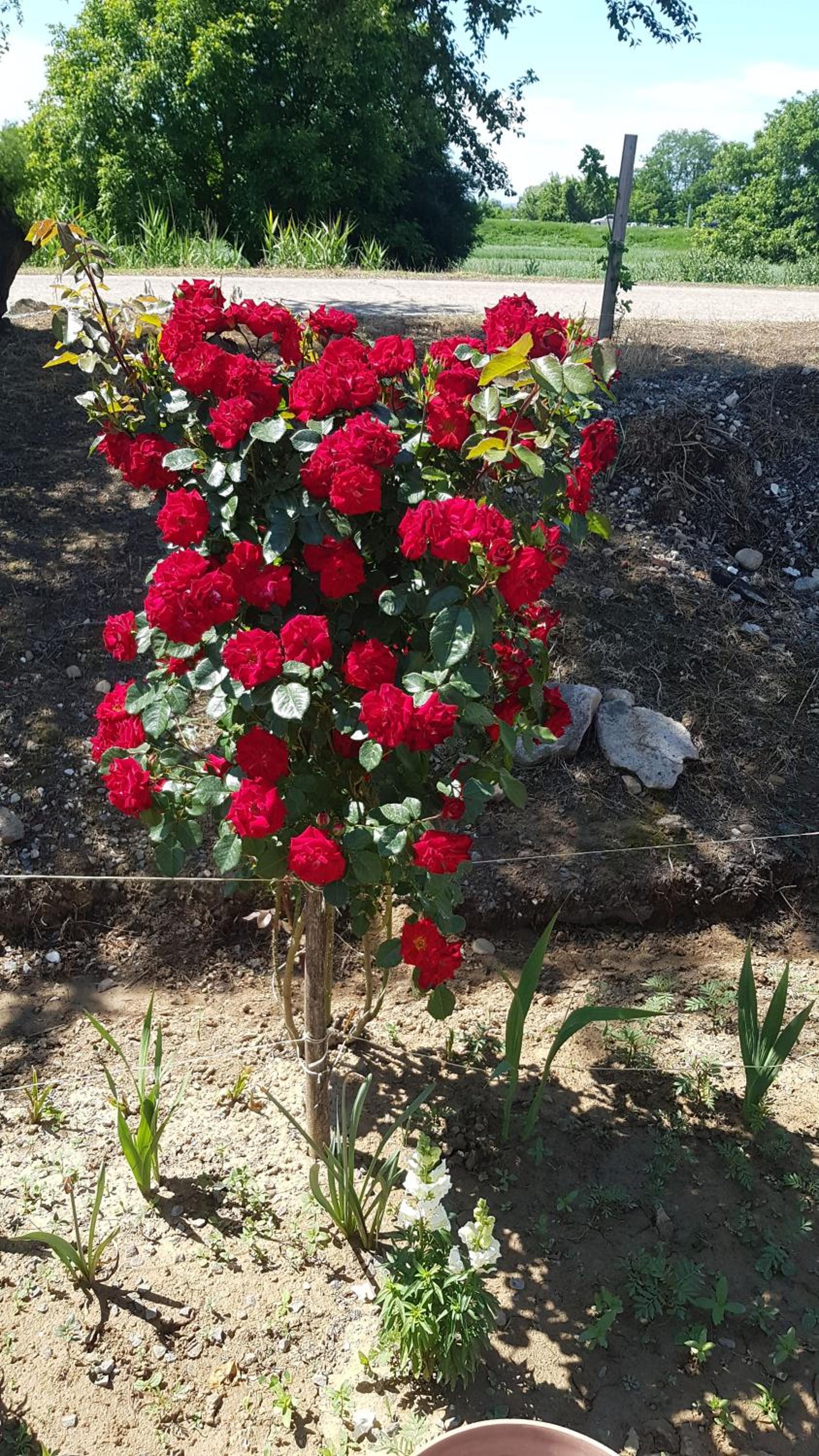 Photo 16