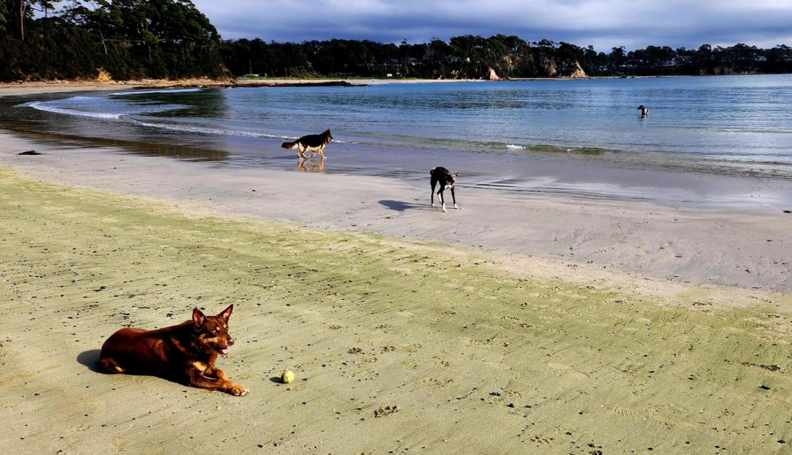 Paws'n'Waves - pet-friendly apartment