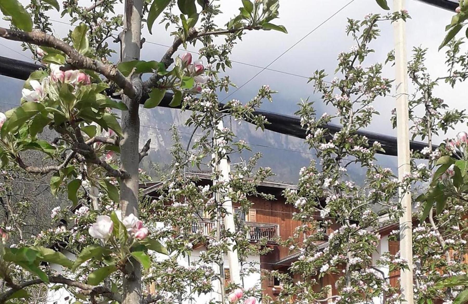Regalterhof Eppan