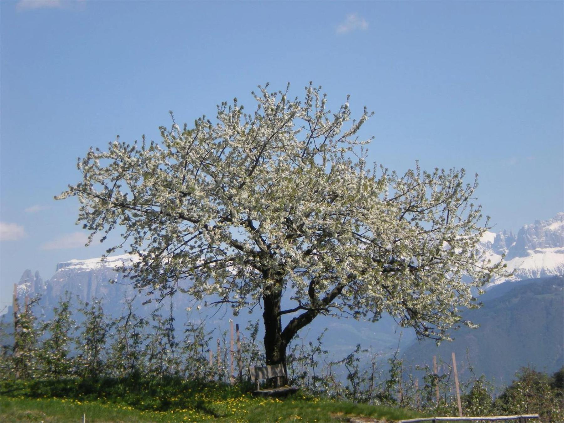Regalterhof Eppan
