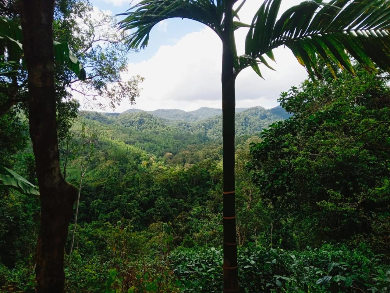 Woodland Hideaway in Sinharaja