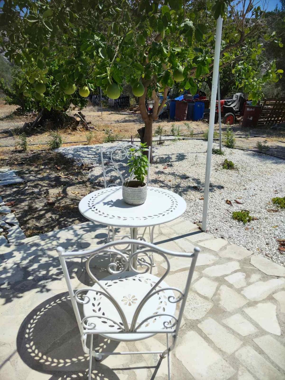 The OliveOrange Grove House!