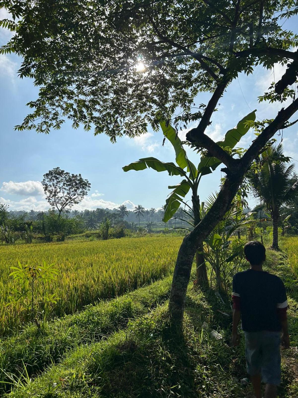 Bamboo House- Tetebatu view 2