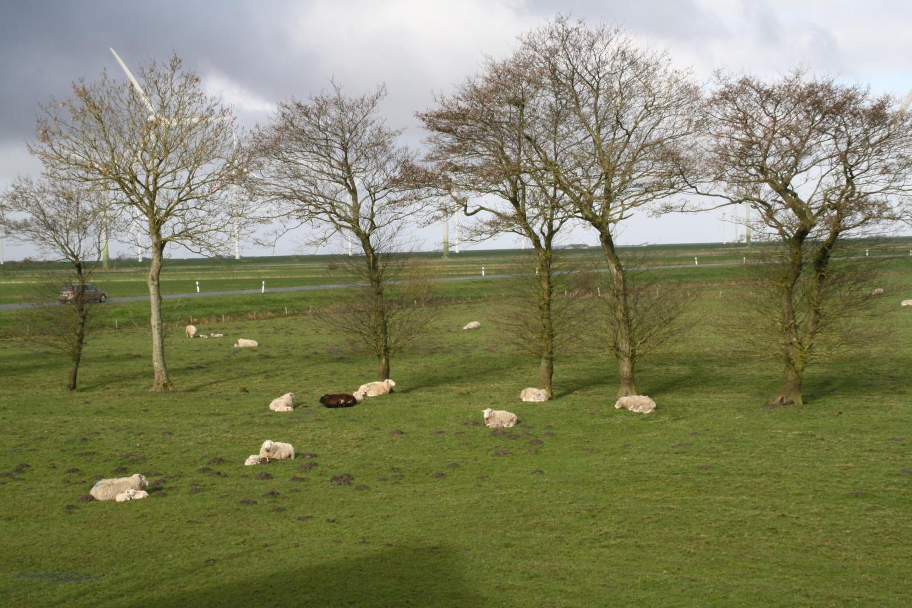 Ferienwohnungen Sterdebüll-Hof