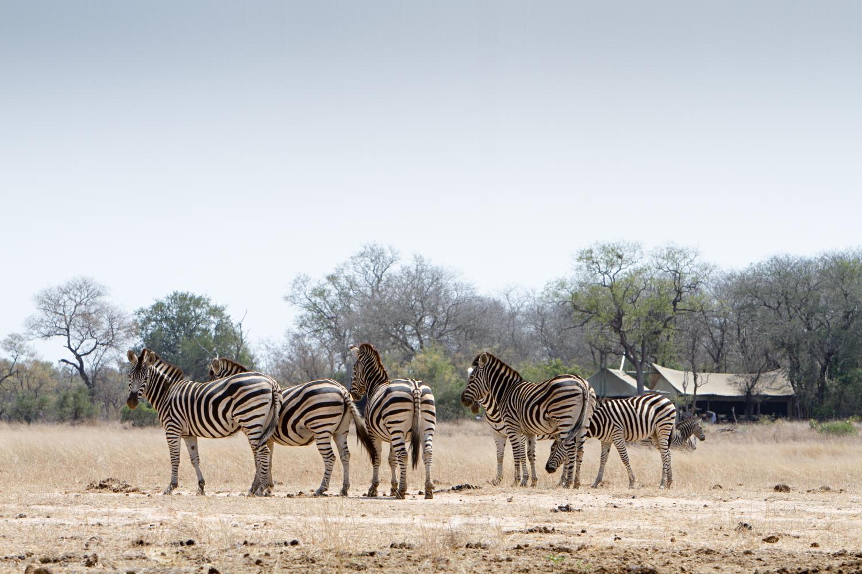 Rhino Walking Safaris