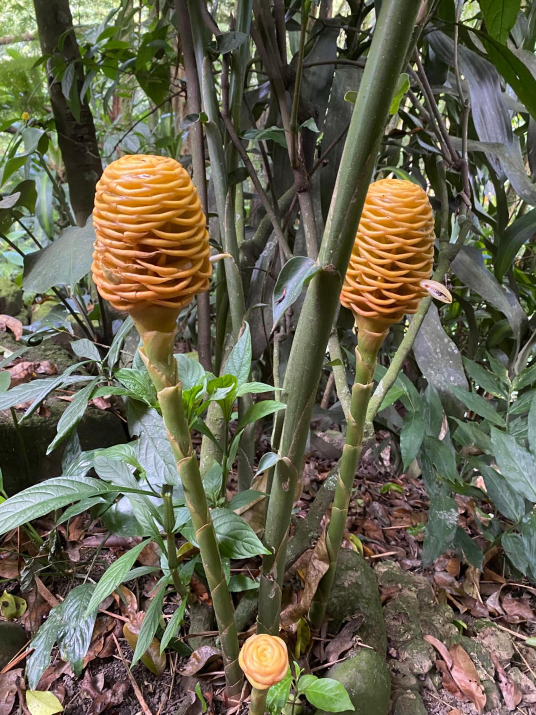 Finca El Remanso La Vega