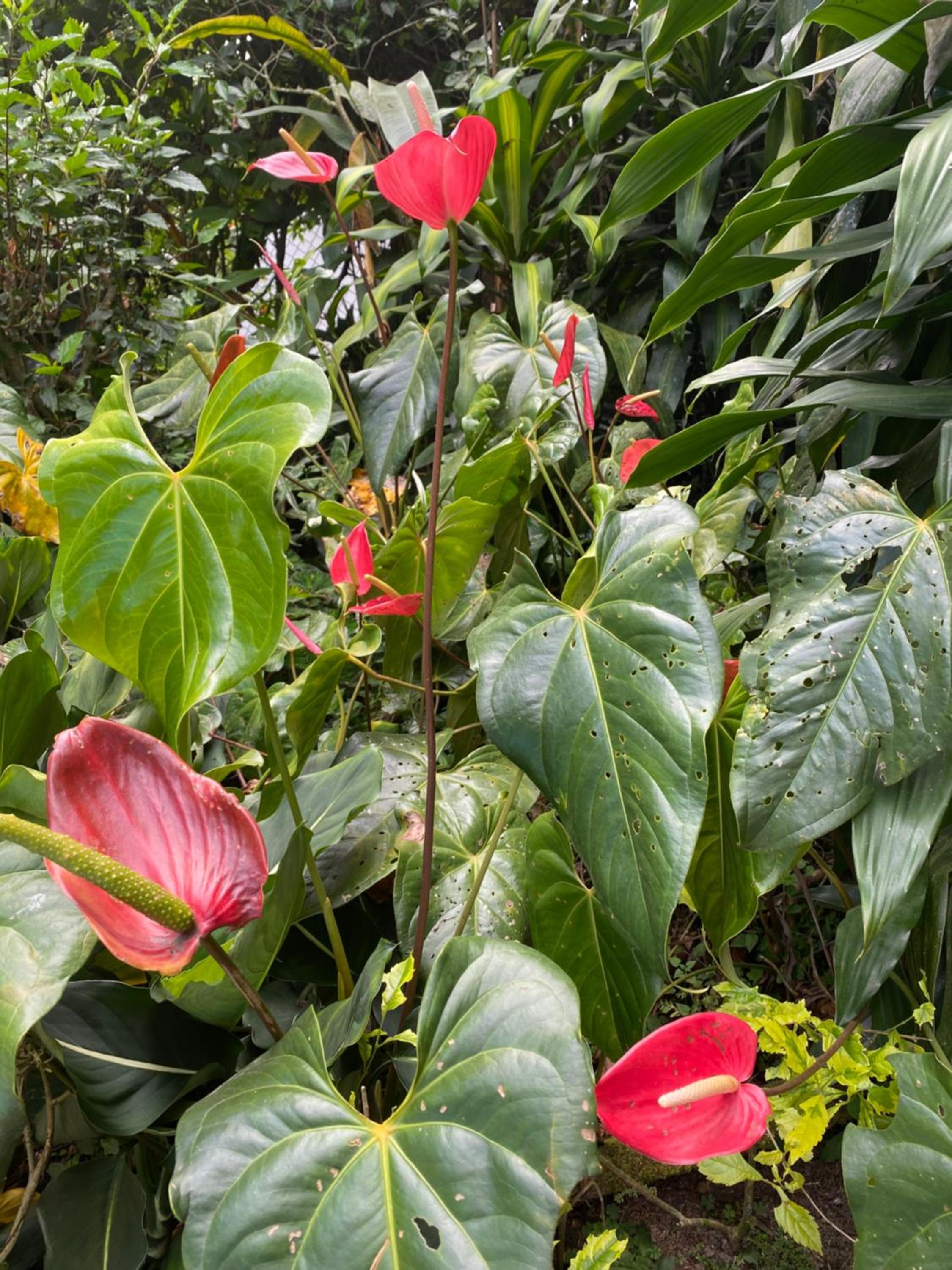Finca El Remanso La Vega