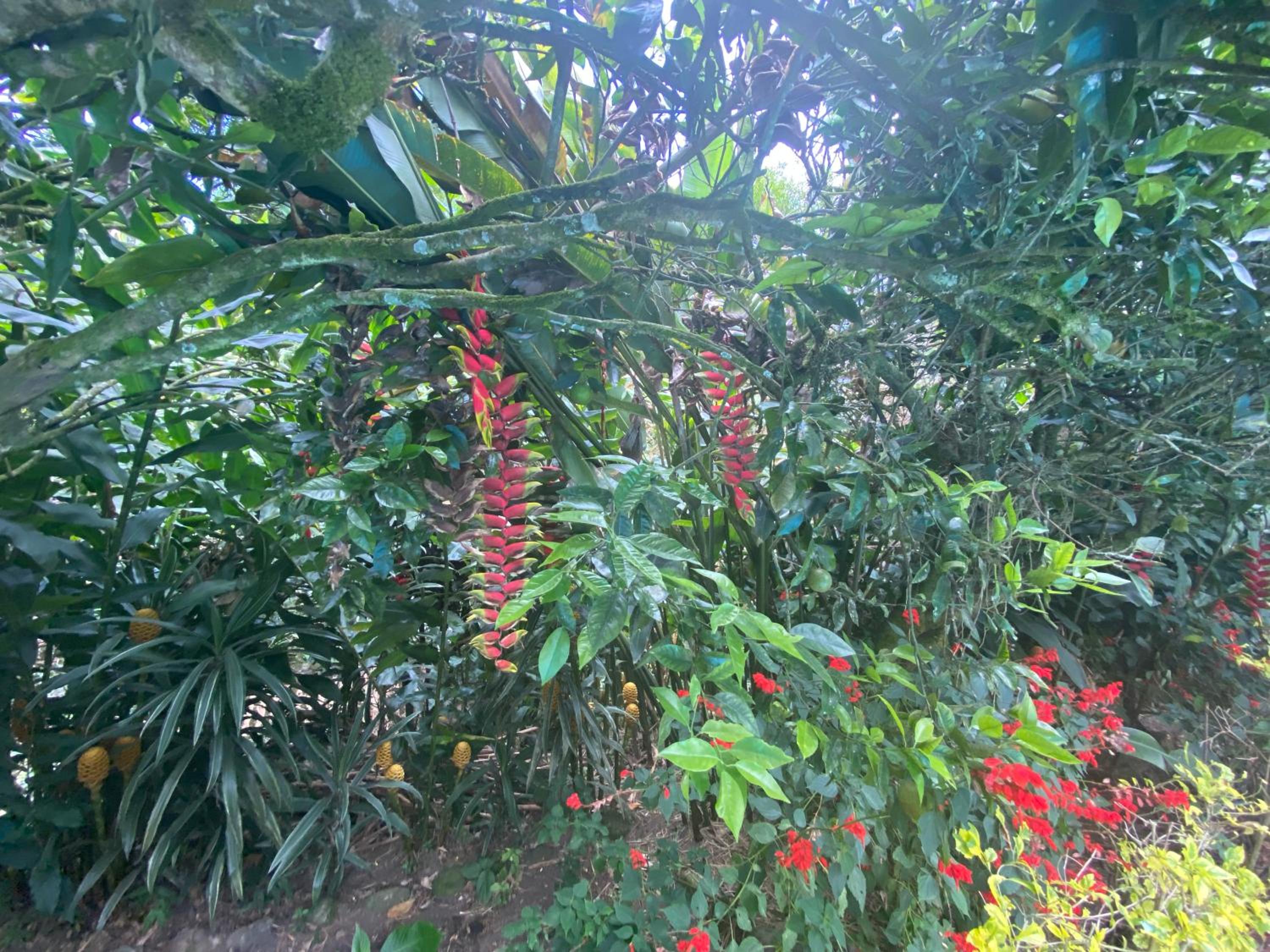 Finca El Remanso La Vega