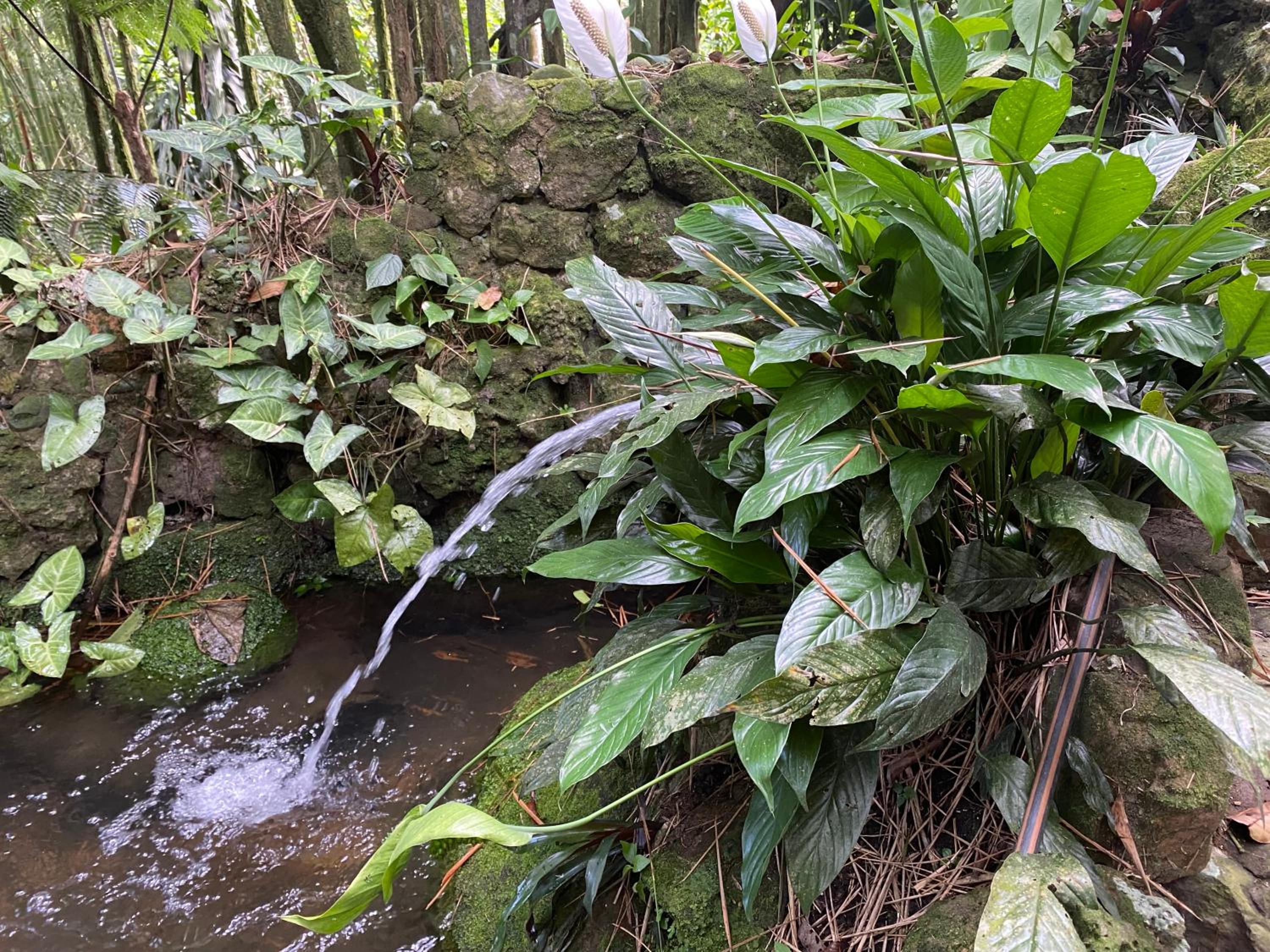 Finca El Remanso La Vega