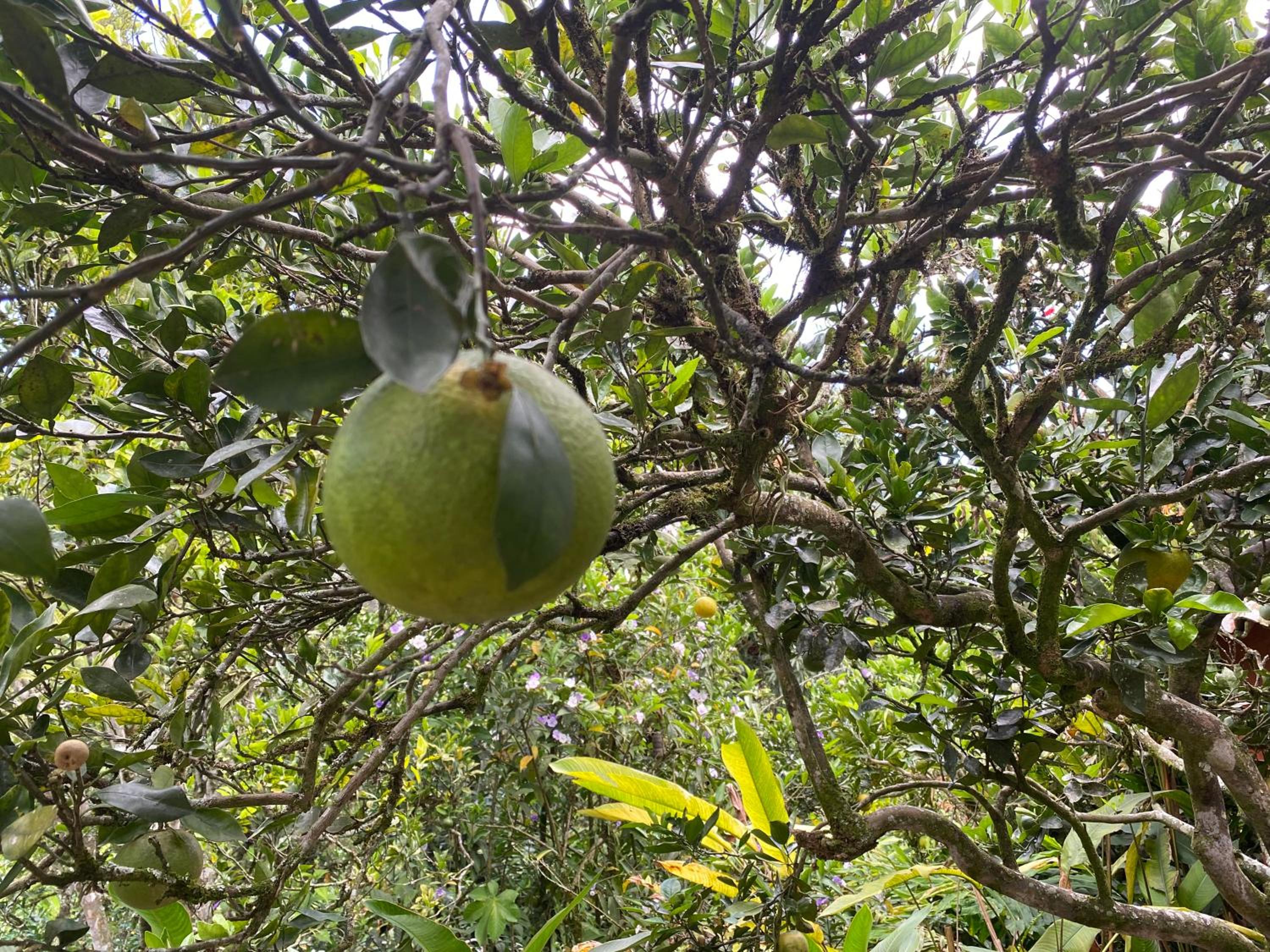 Finca El Remanso La Vega
