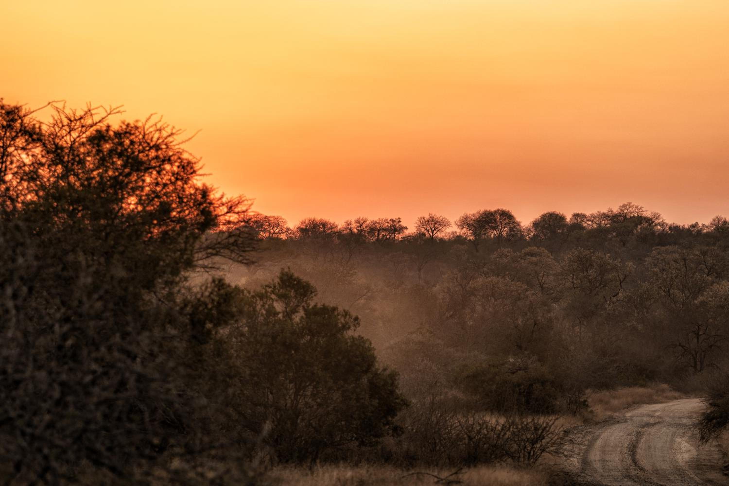 Rhino Walking Safaris