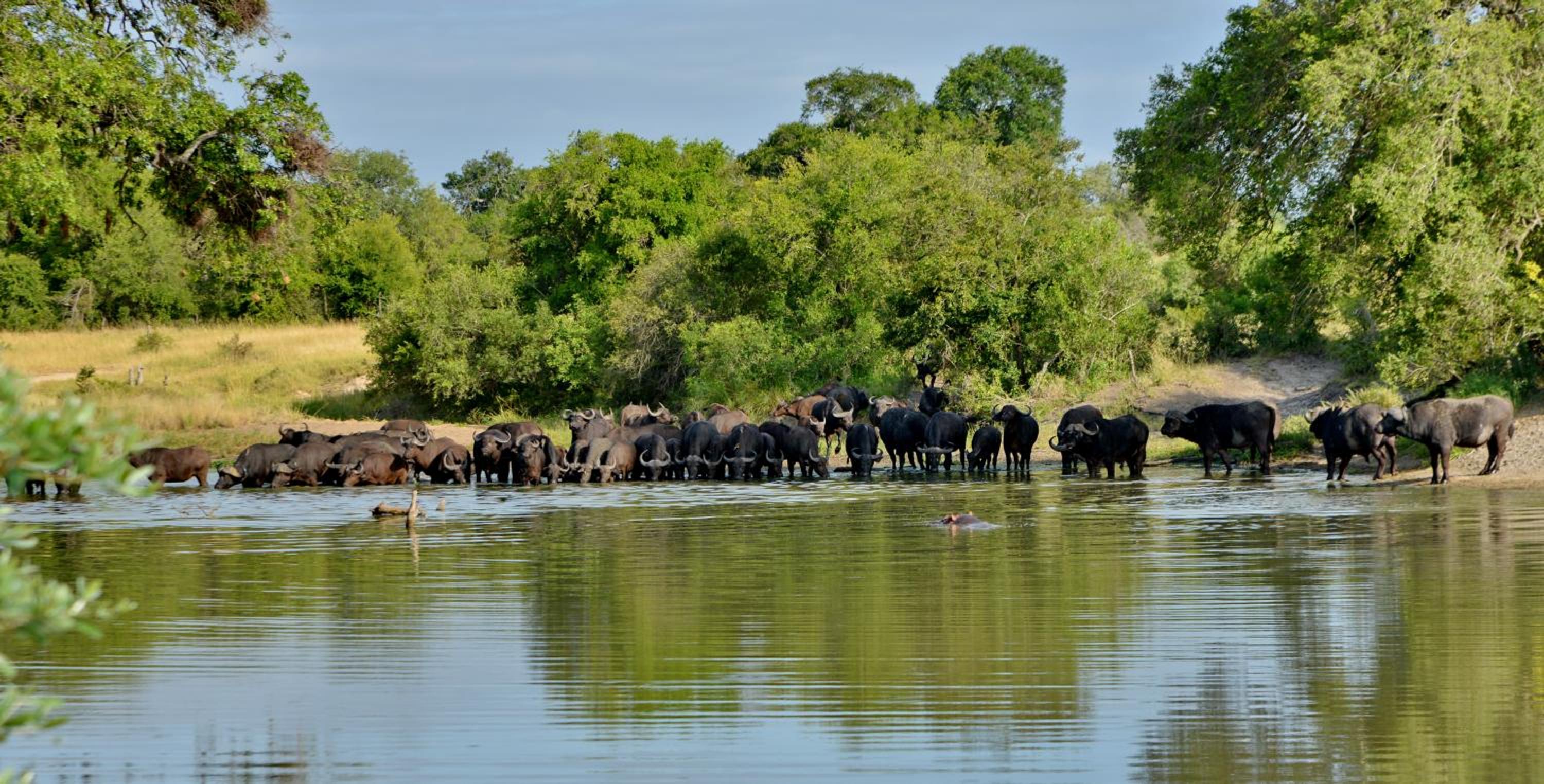 Rhino Walking Safaris