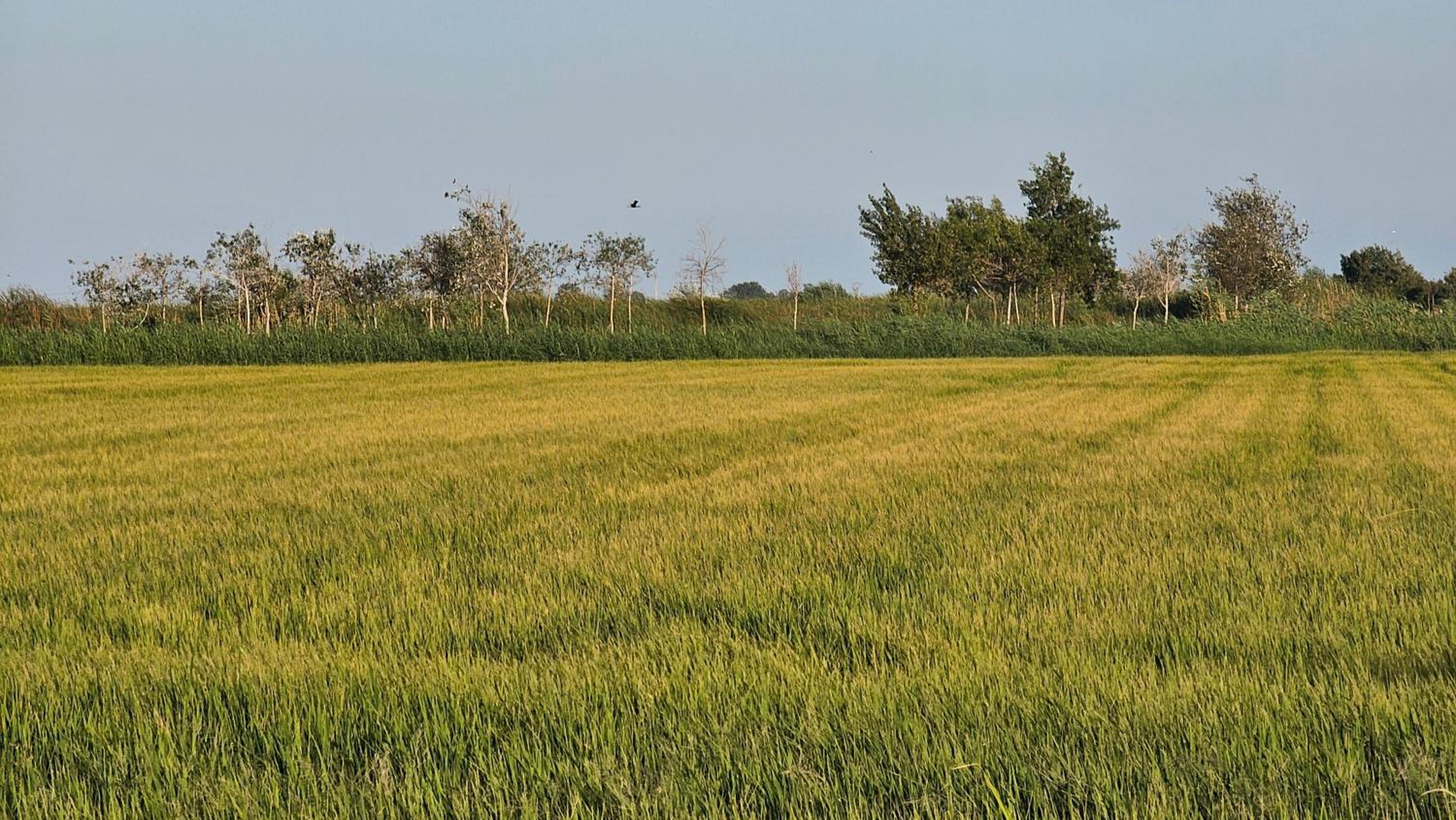 Masos Bruguera - Finca Llambrich