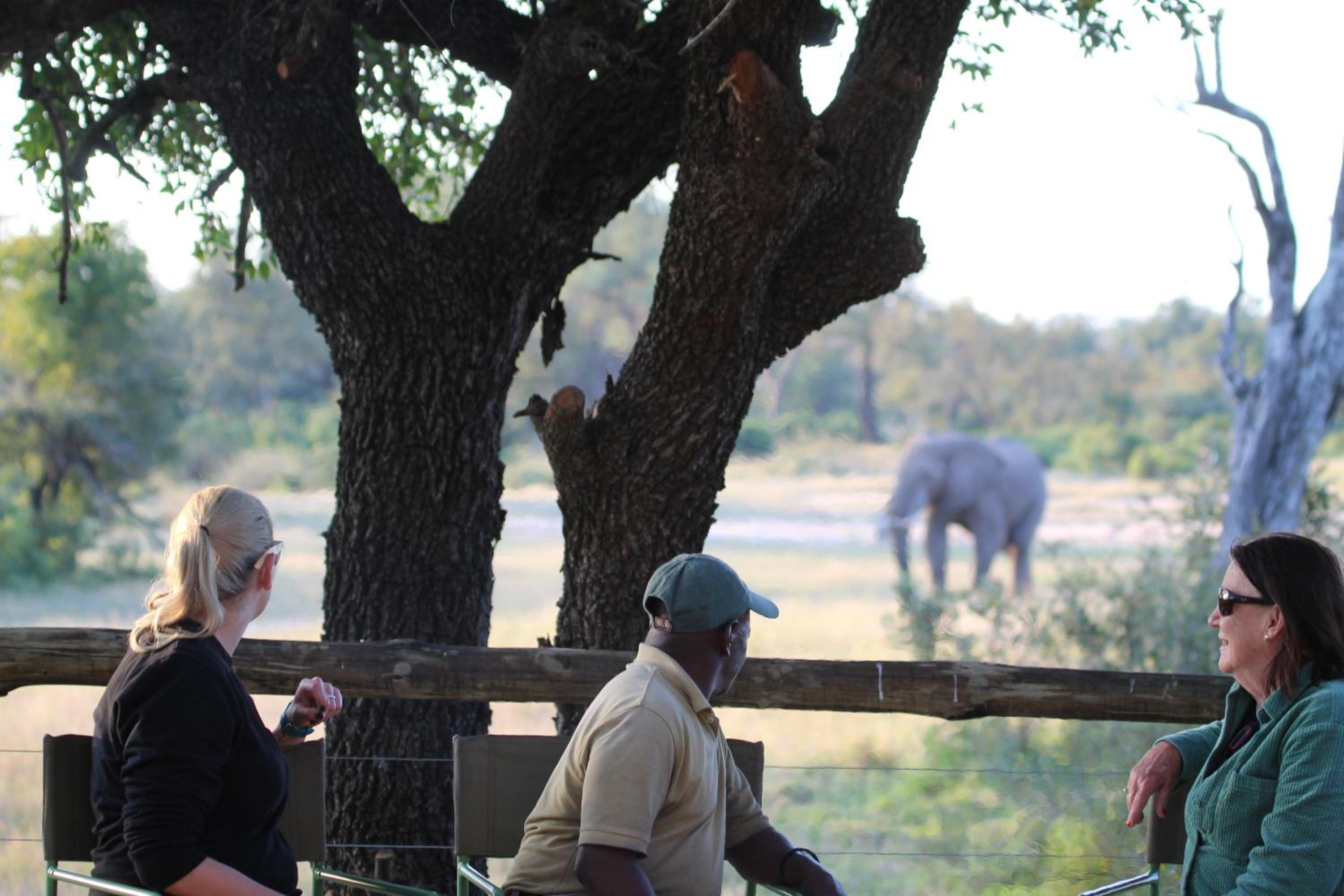 Rhino Walking Safaris