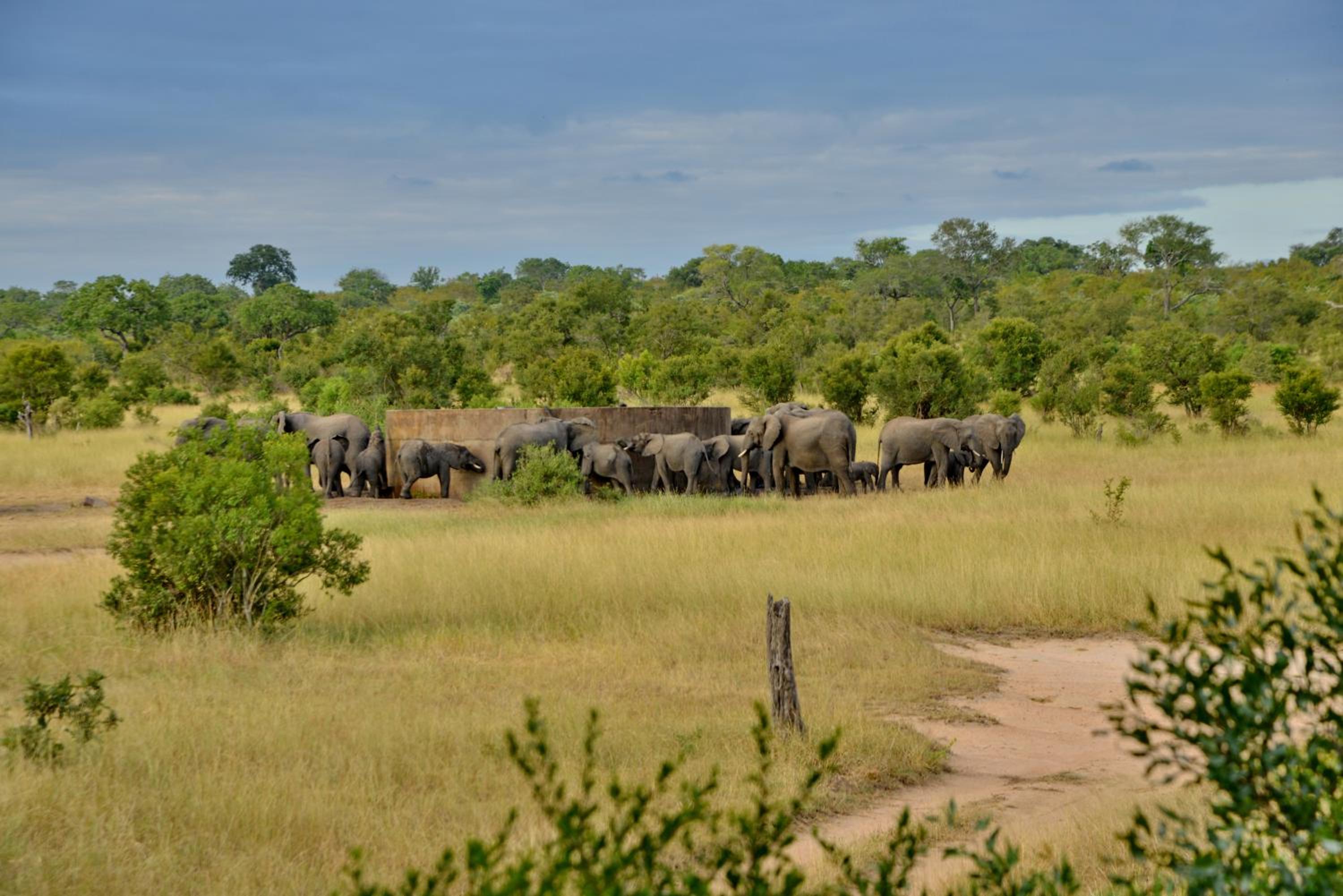 Rhino Walking Safaris