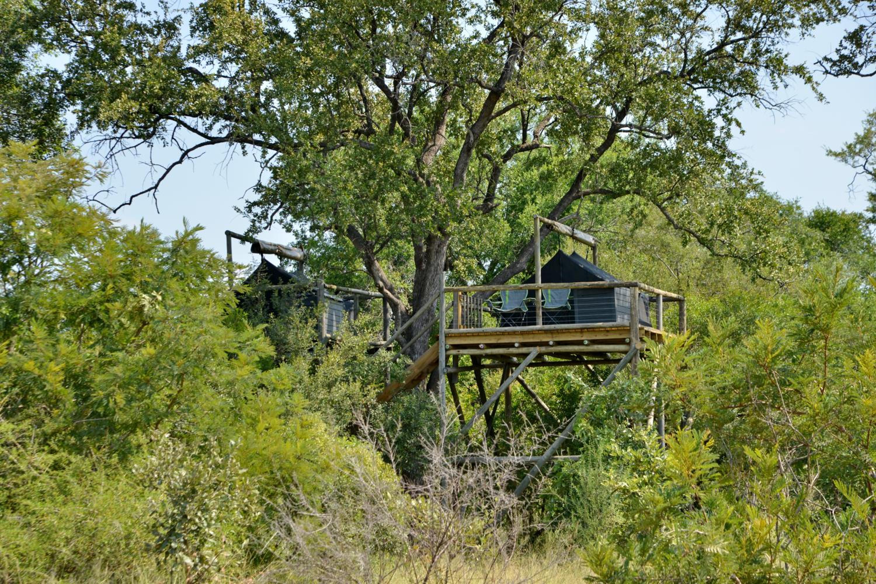 Rhino Walking Safaris