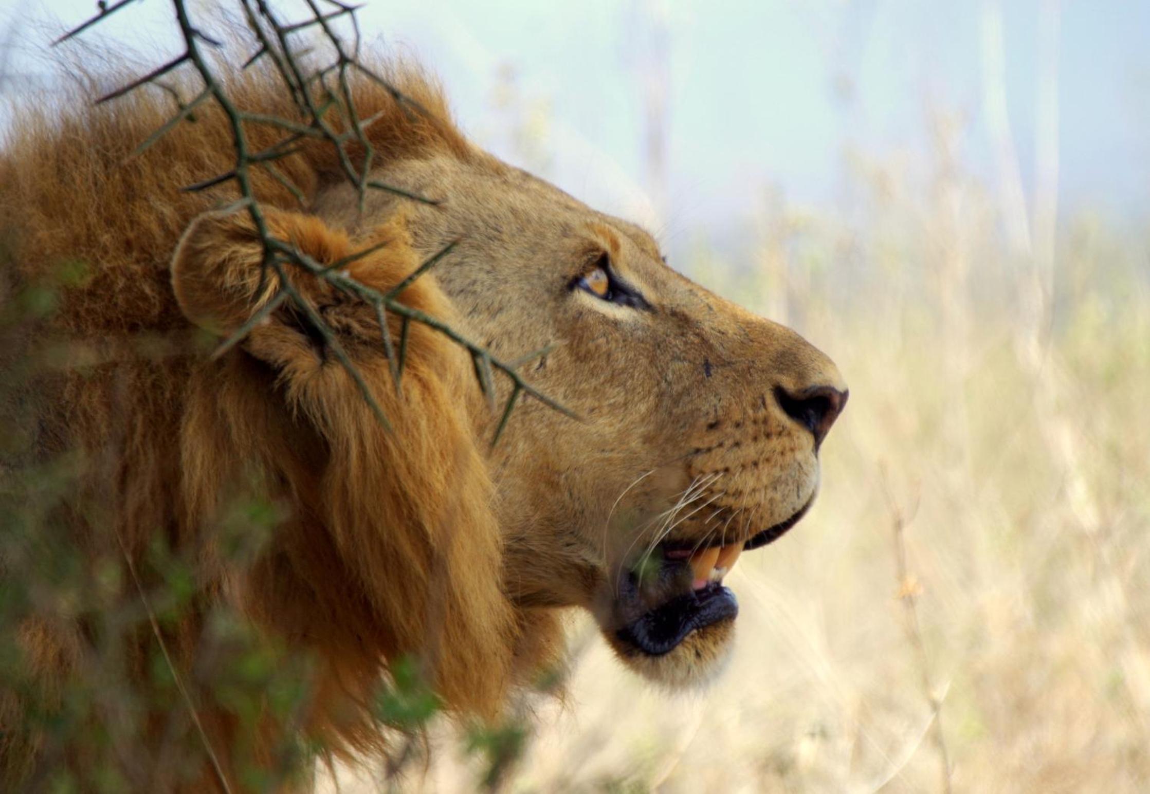 Masai Mara Vacations - Best Camping Tours Campsite - Property Image 3