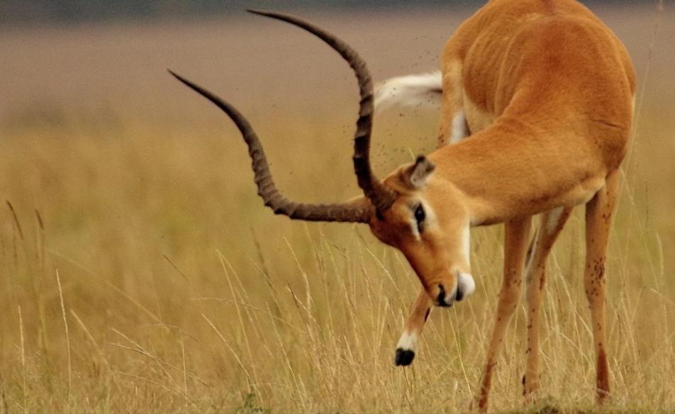 Masai Mara Vacations - Best Camping Tours Campsite - Property Image 6