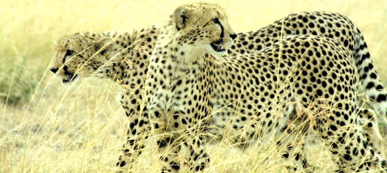 Masai Mara Vacations - Best Camping Tours Campsite - Property Image 5