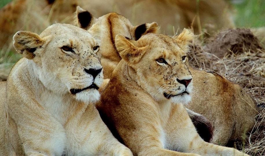 Masai Mara Vacations - Best Camping Tours Campsite - Property Image 4