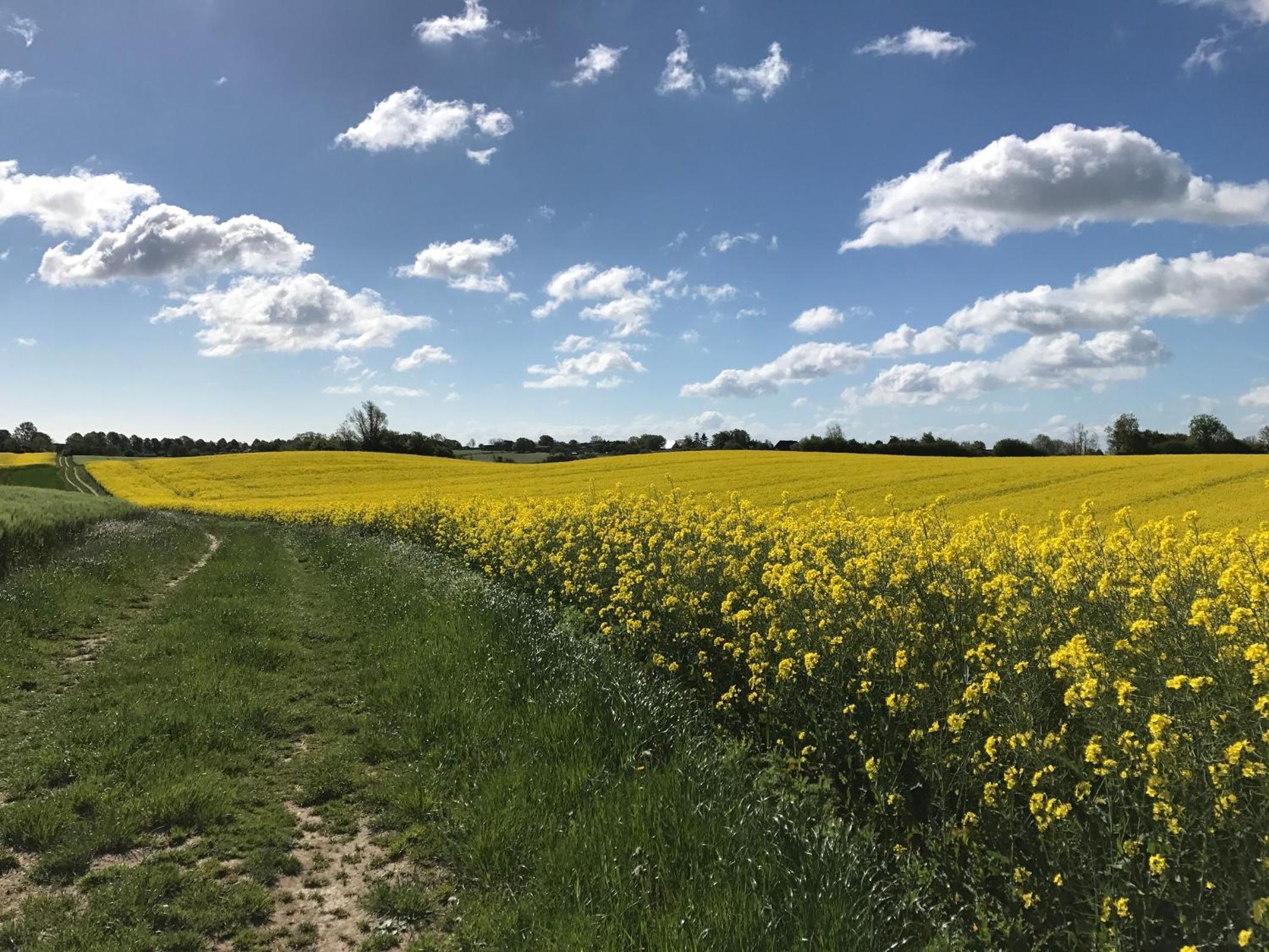 Sommerby Sky