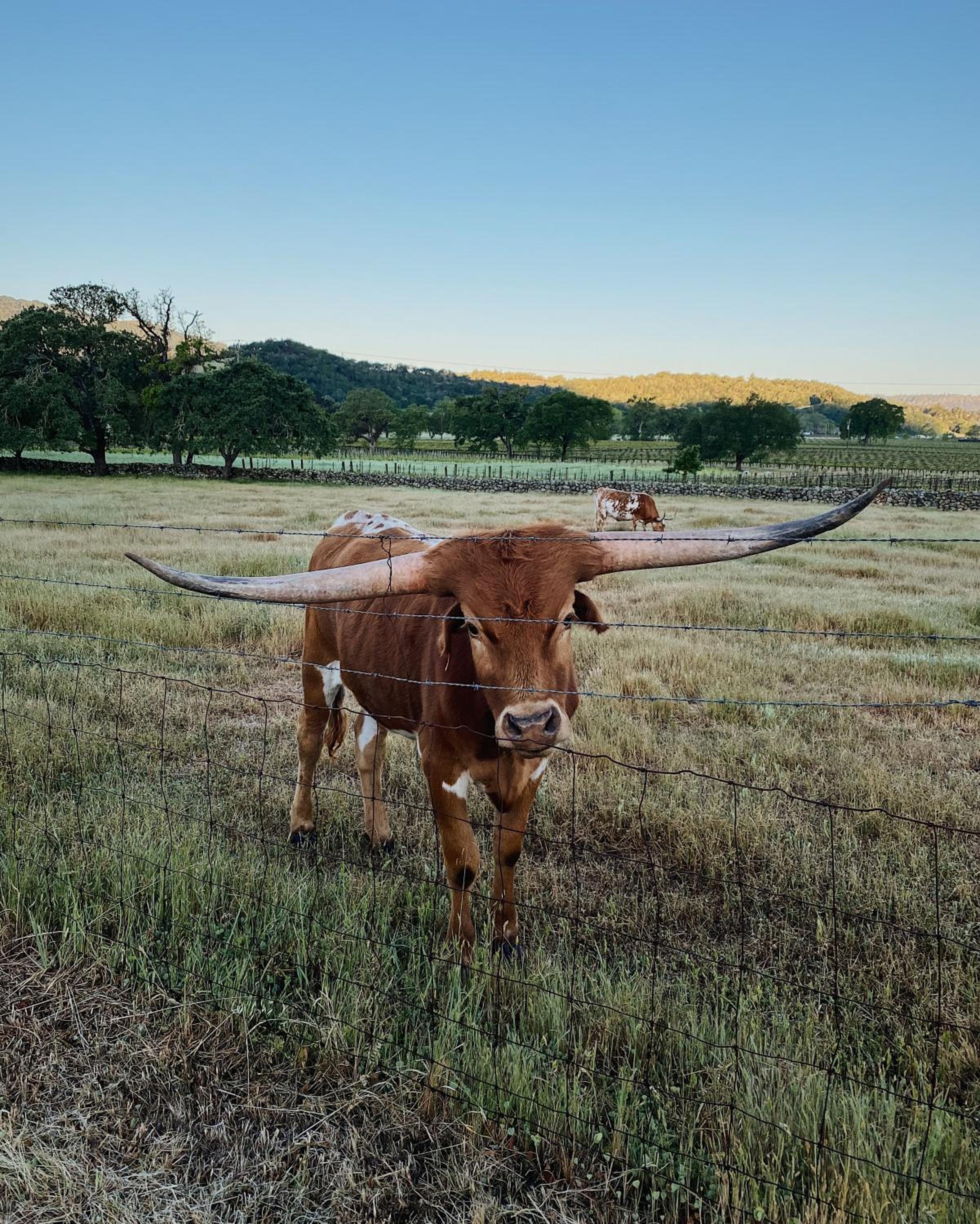 Beltane Ranch